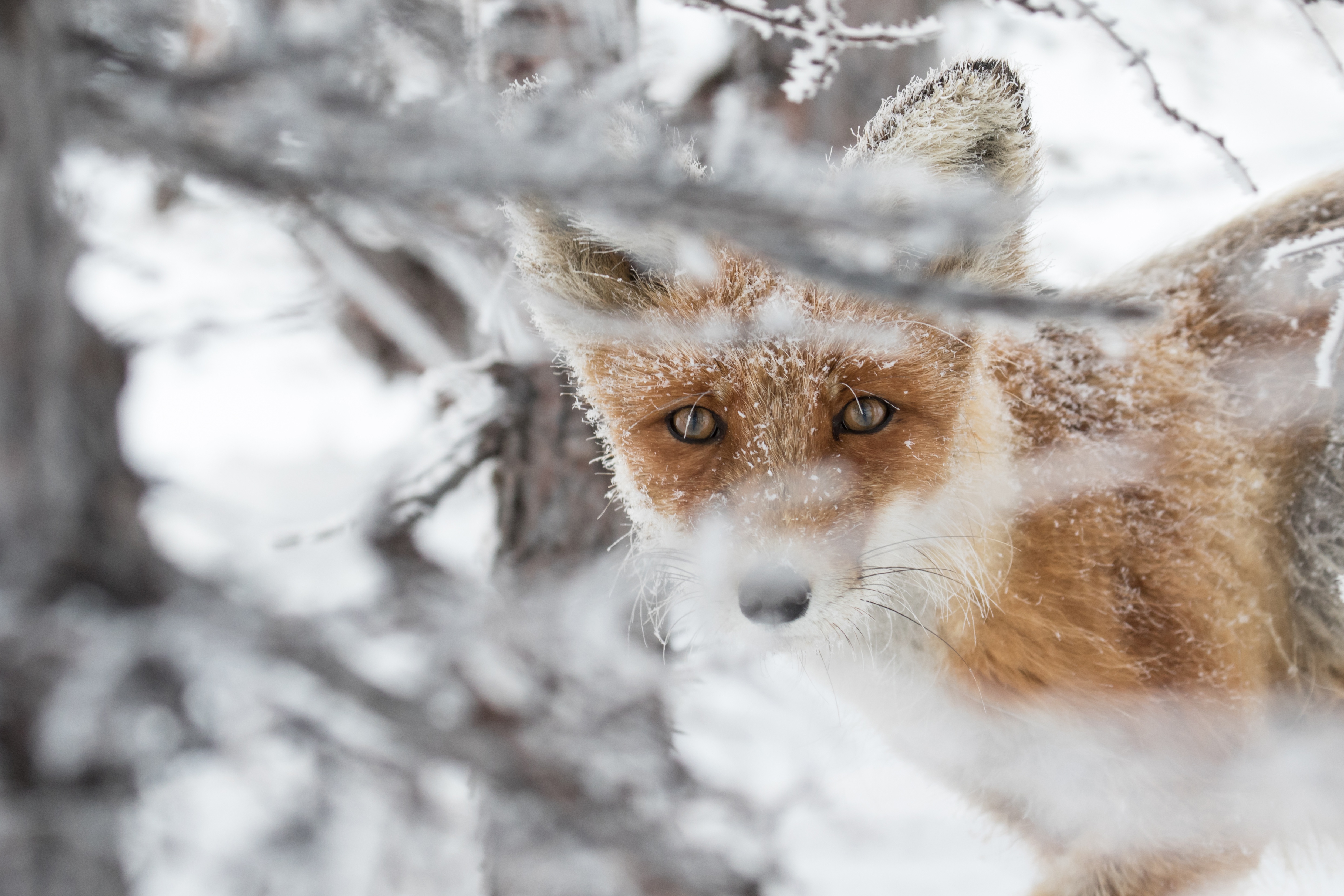 PCデスクトップに動物, 冬, 狐, 見詰める画像を無料でダウンロード
