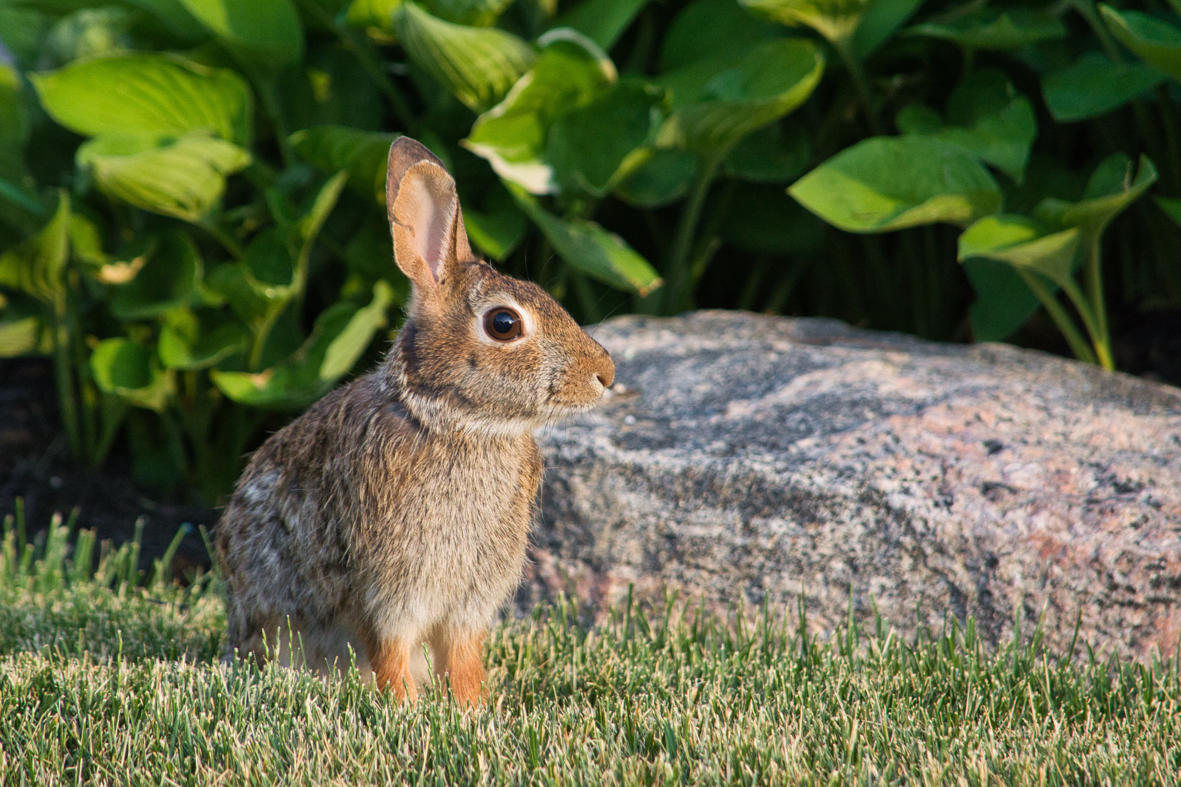 Free download wallpaper Animal, Ears, Profile, Rabbit, Animals on your PC desktop