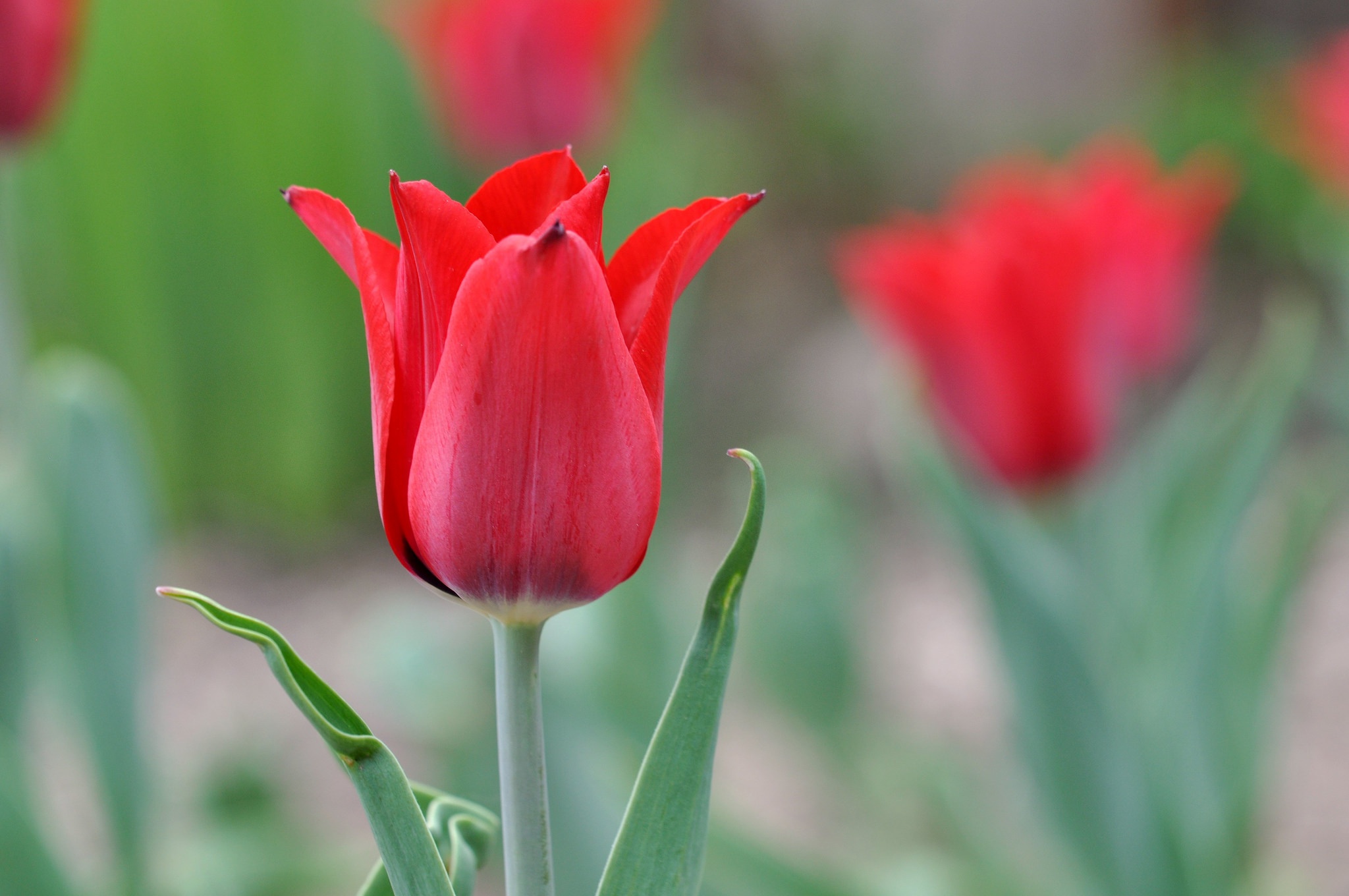 Download mobile wallpaper Nature, Flowers, Flower, Macro, Earth, Tulip, Red Flower for free.