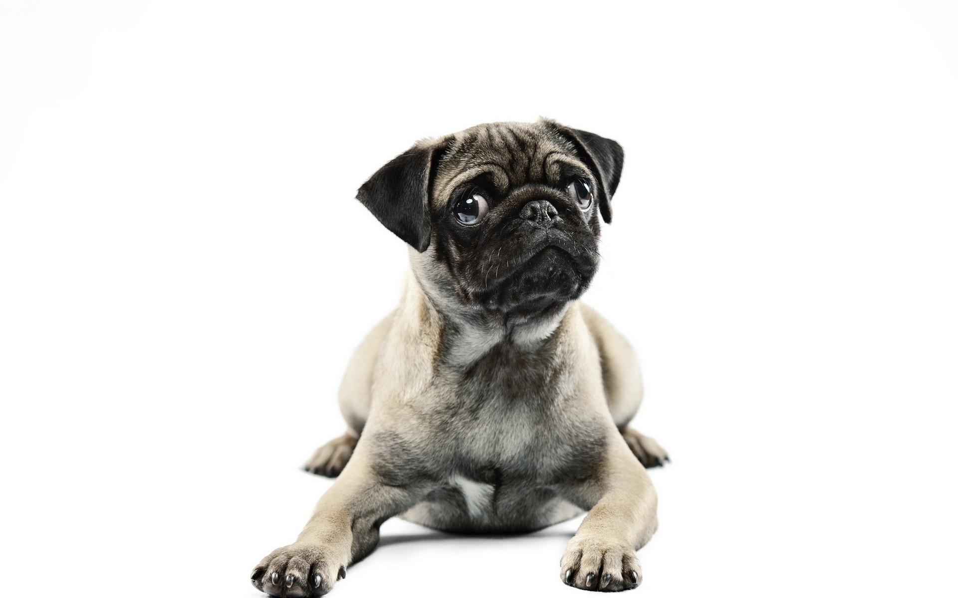 Laden Sie das Tiere, Hunde, Mops-Bild kostenlos auf Ihren PC-Desktop herunter