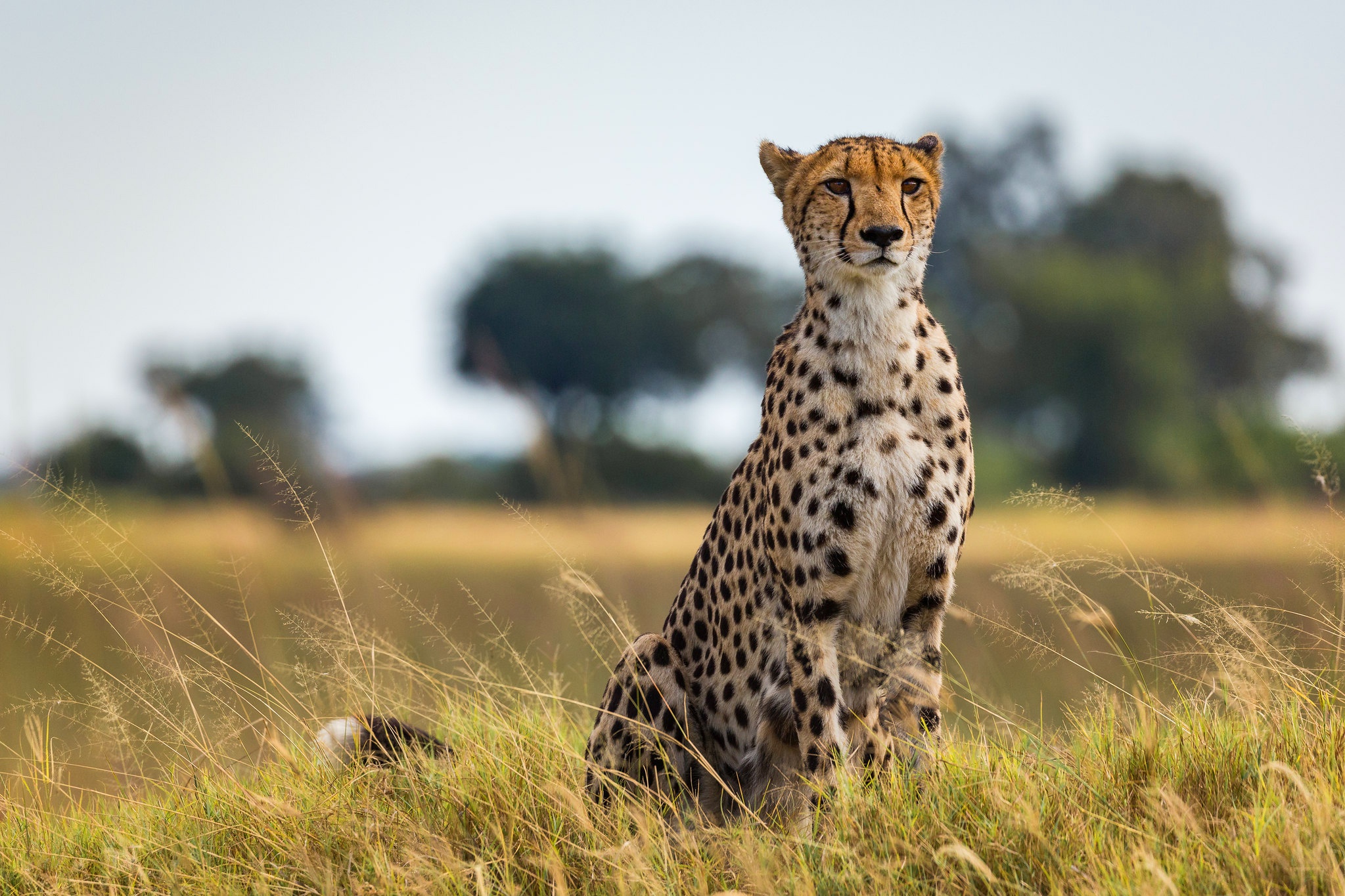 Download mobile wallpaper Cats, Cheetah, Animal for free.