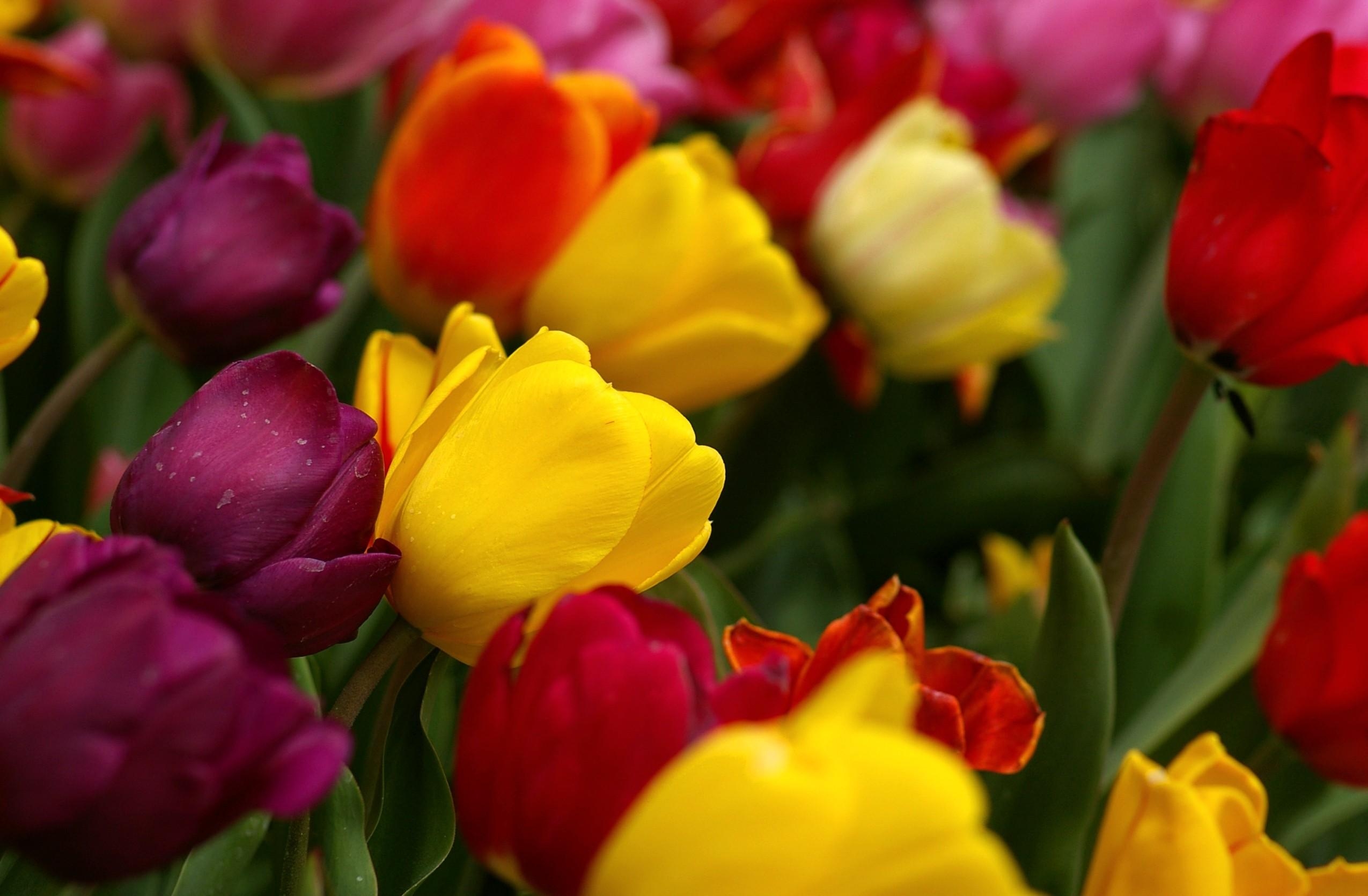 136691 descargar fondo de pantalla multicolor, flores, tulipanes, drops, frescura, cuesta, inclinación: protectores de pantalla e imágenes gratis