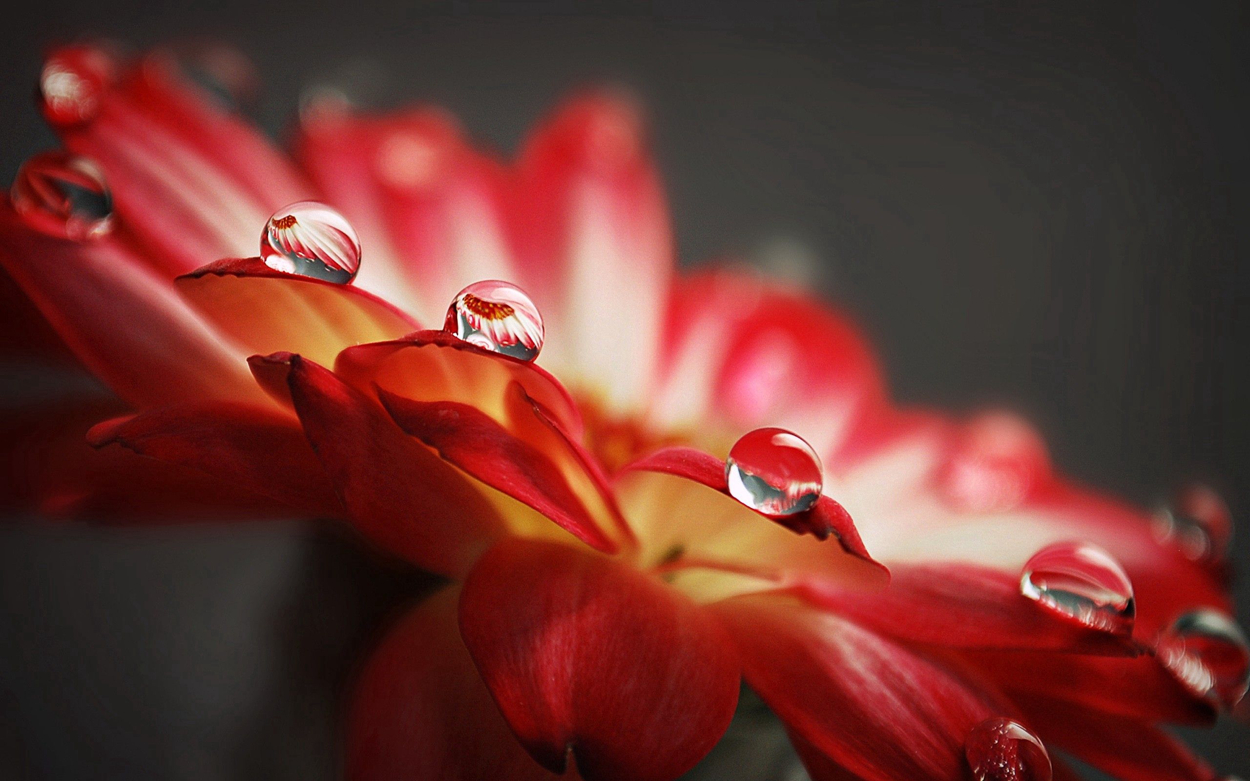 Download mobile wallpaper Macro, Petals, Flower, Surface, Drops for free.