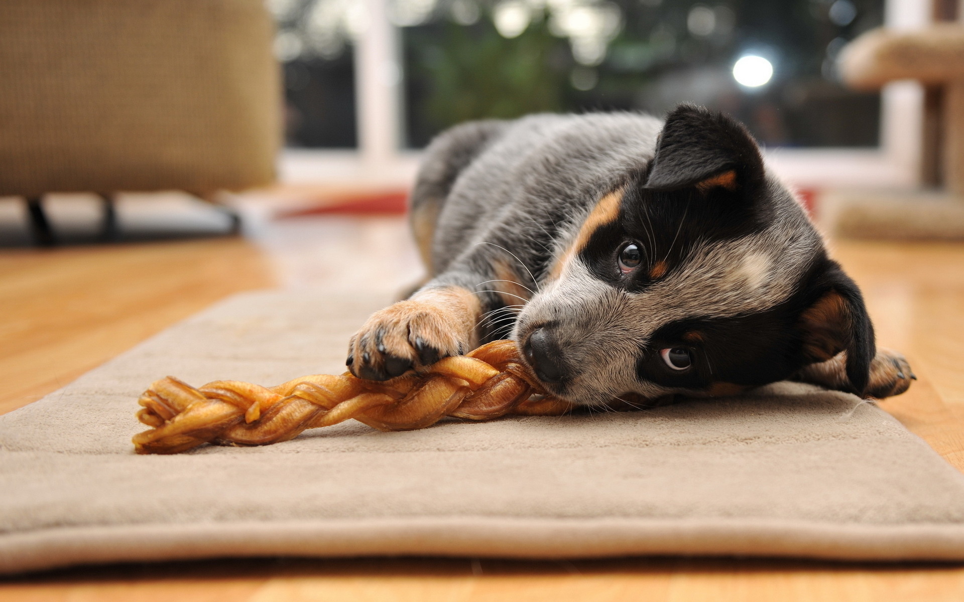 Baixar papel de parede para celular de Cães, Filhote, Animais gratuito.