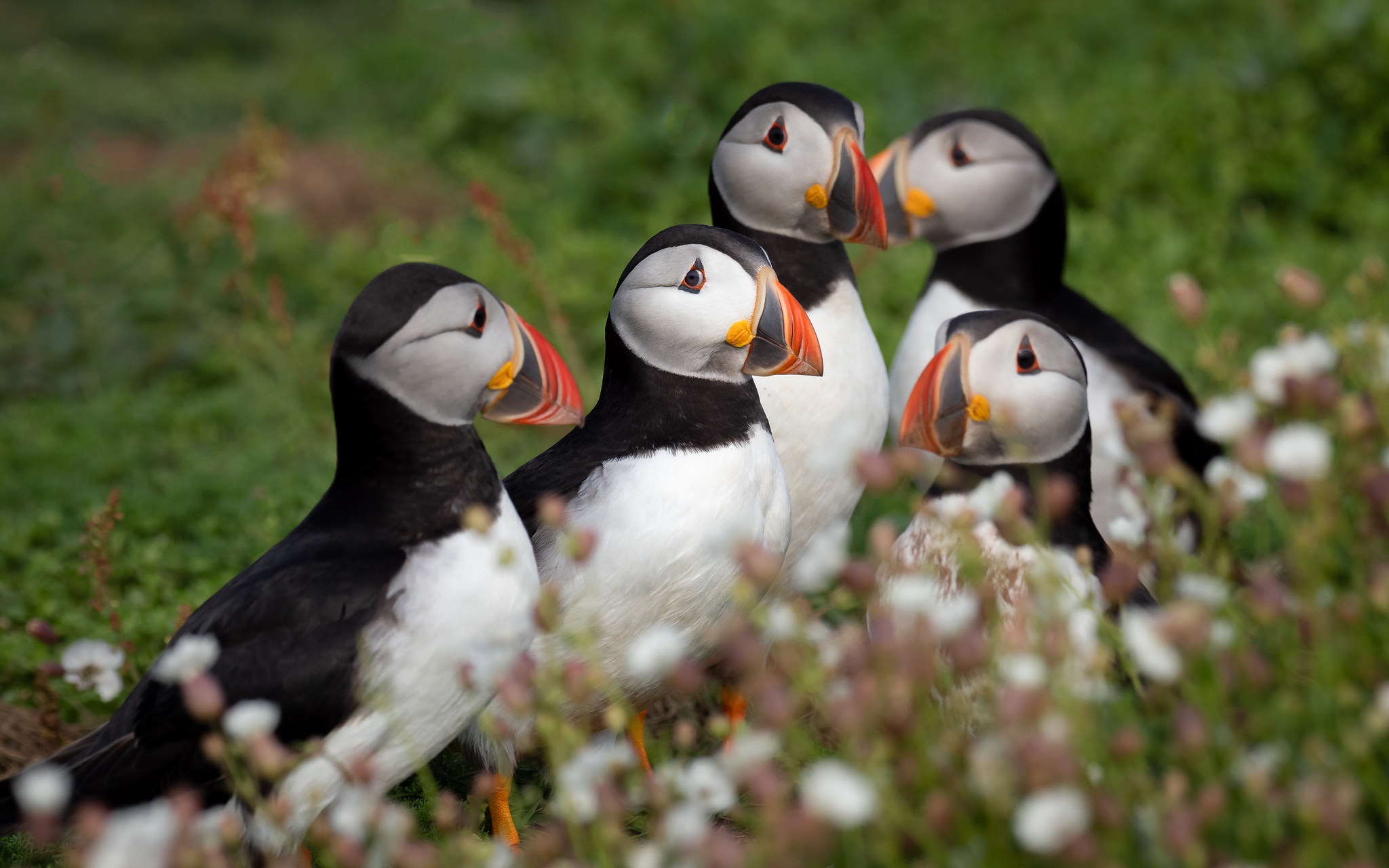 Download mobile wallpaper Birds, Bird, Animal, Puffin for free.