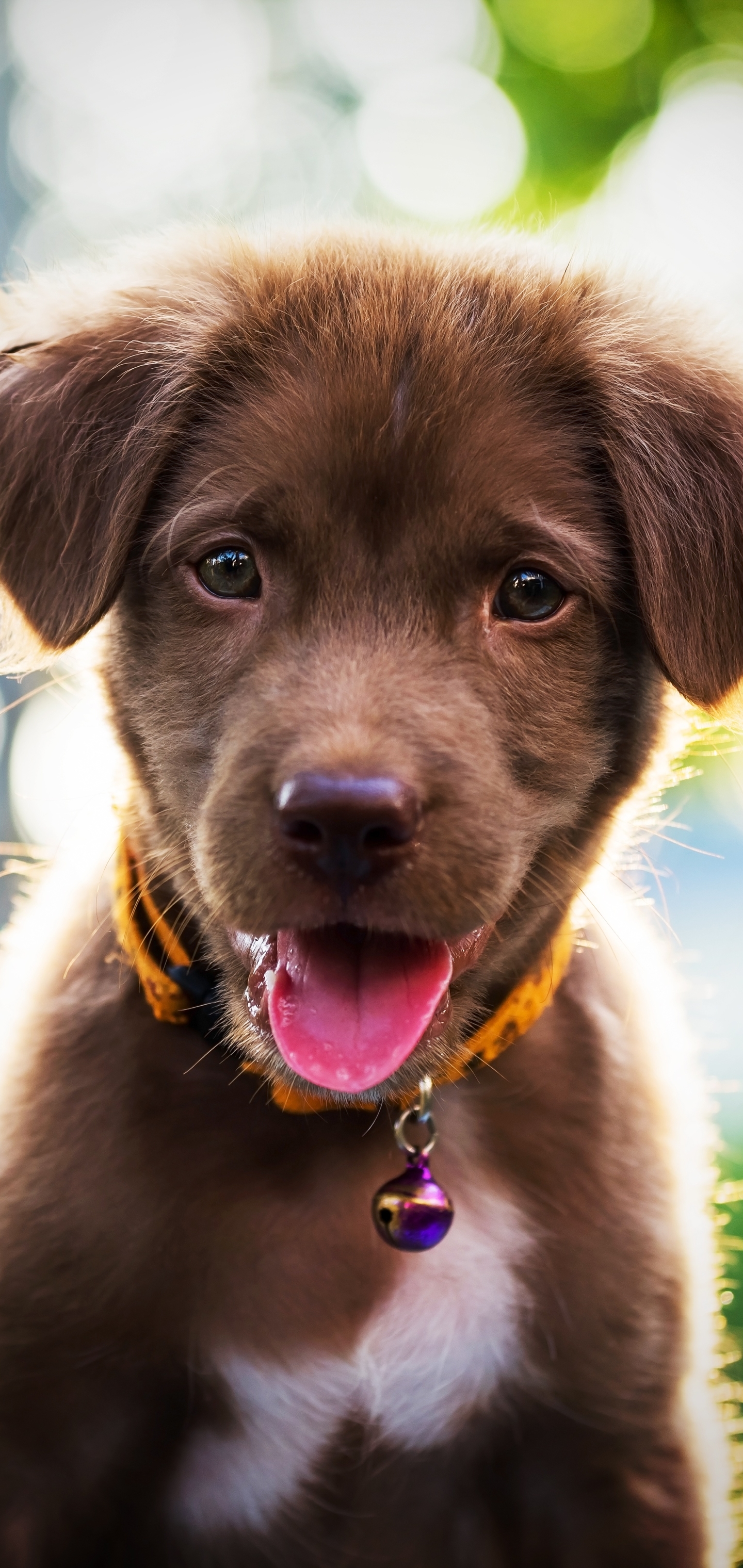 Free download wallpaper Dogs, Dog, Animal, Puppy, Bokeh, Labrador Retriever, Baby Animal on your PC desktop