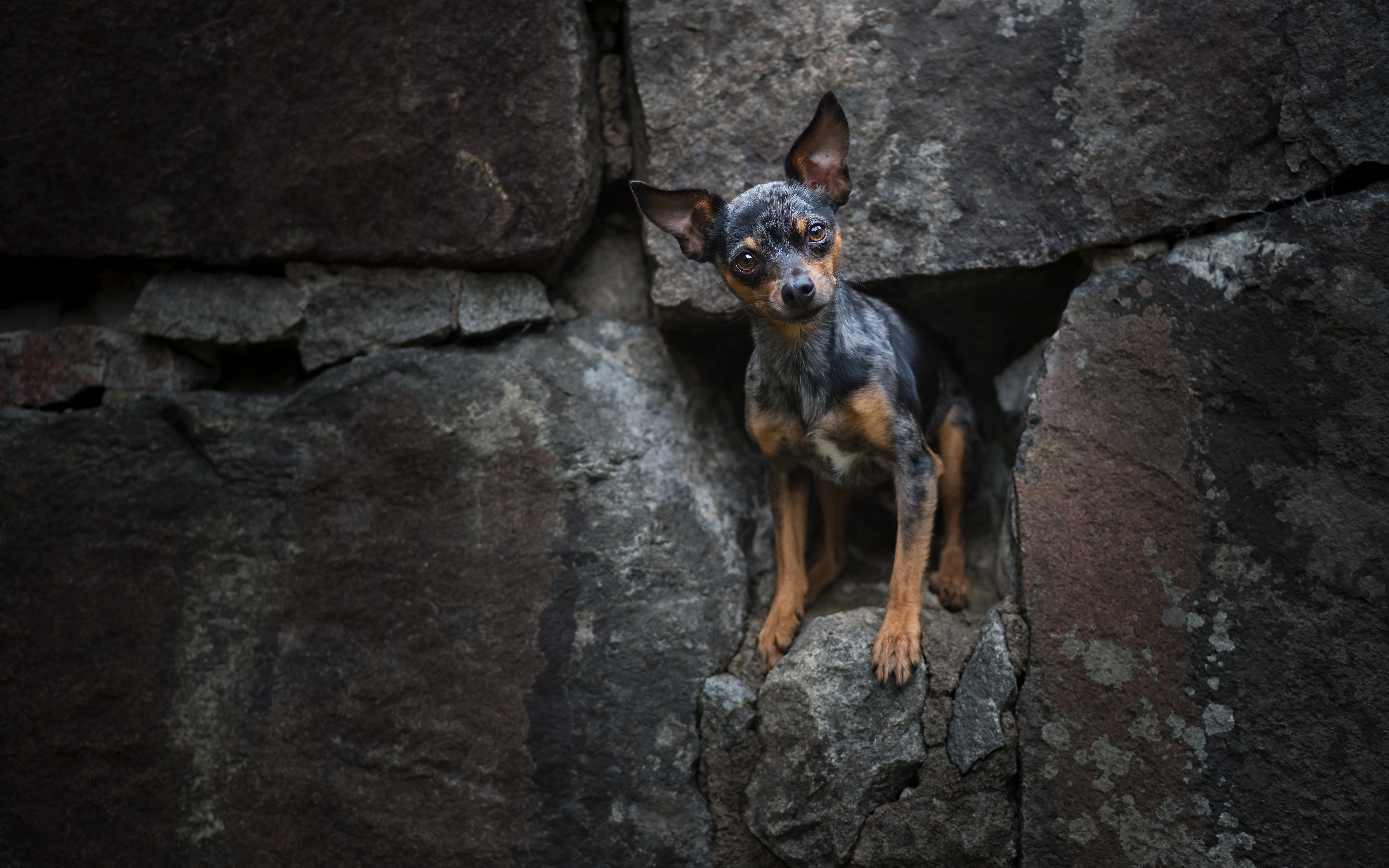 Handy-Wallpaper Hunde, Hund, Tiere kostenlos herunterladen.