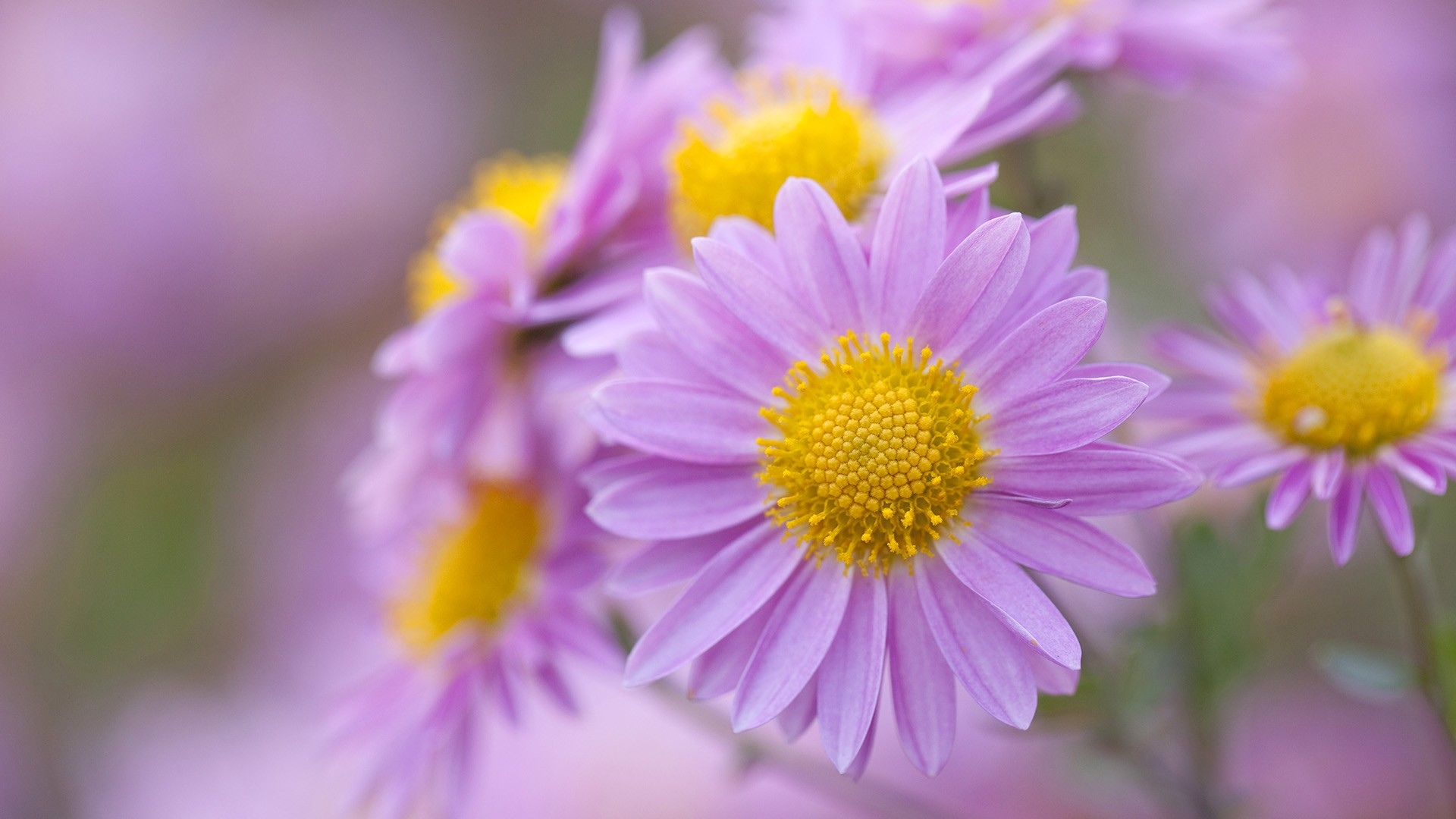 Handy-Wallpaper Blumen, Blume, Erde/natur kostenlos herunterladen.