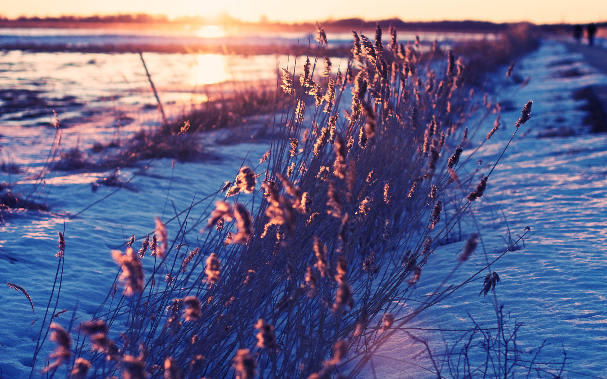 Free download wallpaper Winter, Sunset, Grass, Snow, Close Up, Earth on your PC desktop