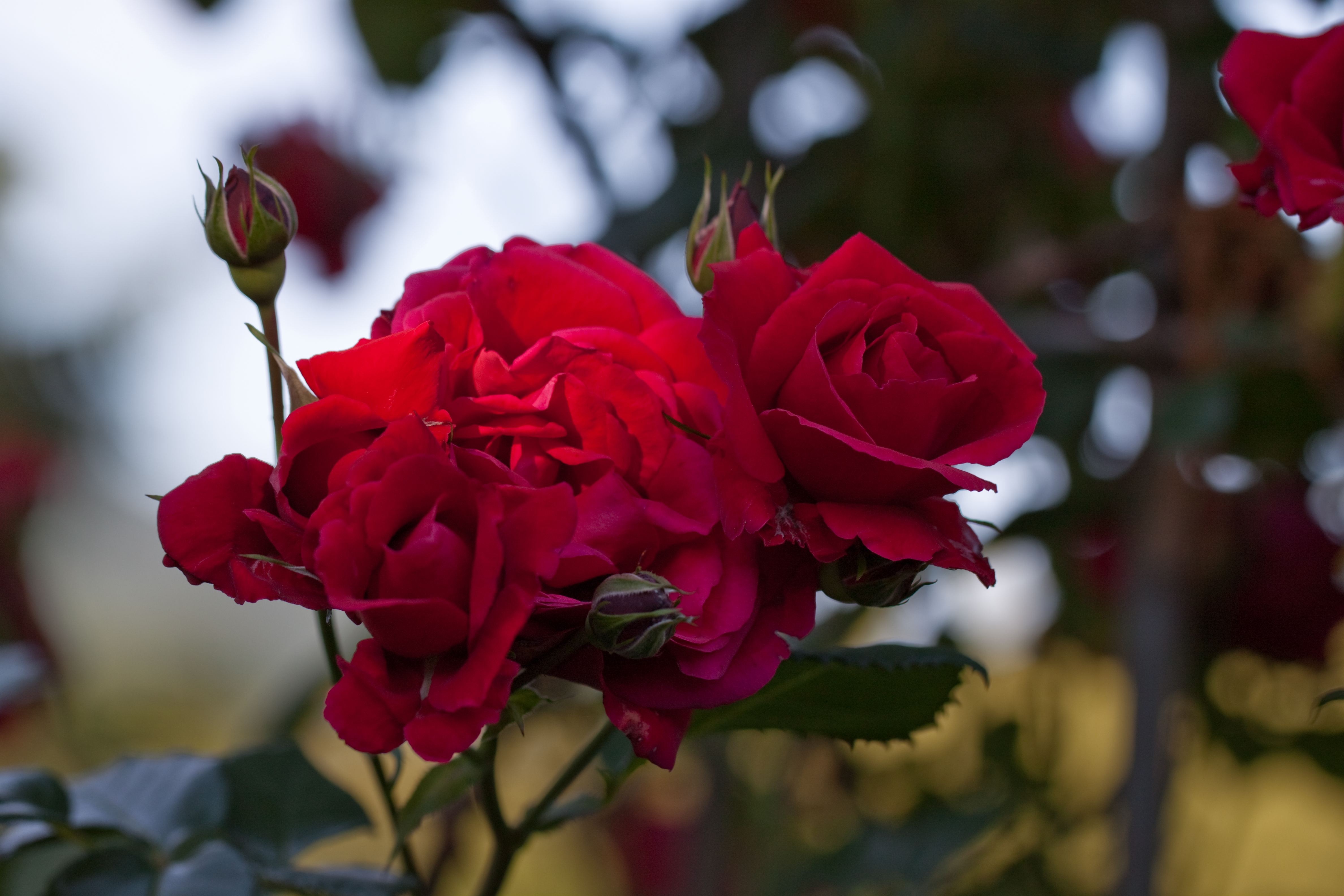 Téléchargez des papiers peints mobile Fleurs, Rose, Terre/nature gratuitement.
