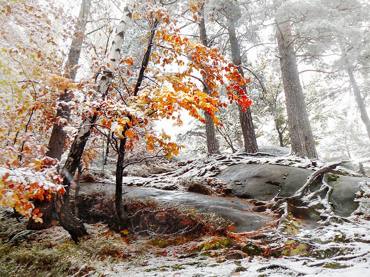 Téléchargez gratuitement l'image Forêt, Terre/nature sur le bureau de votre PC