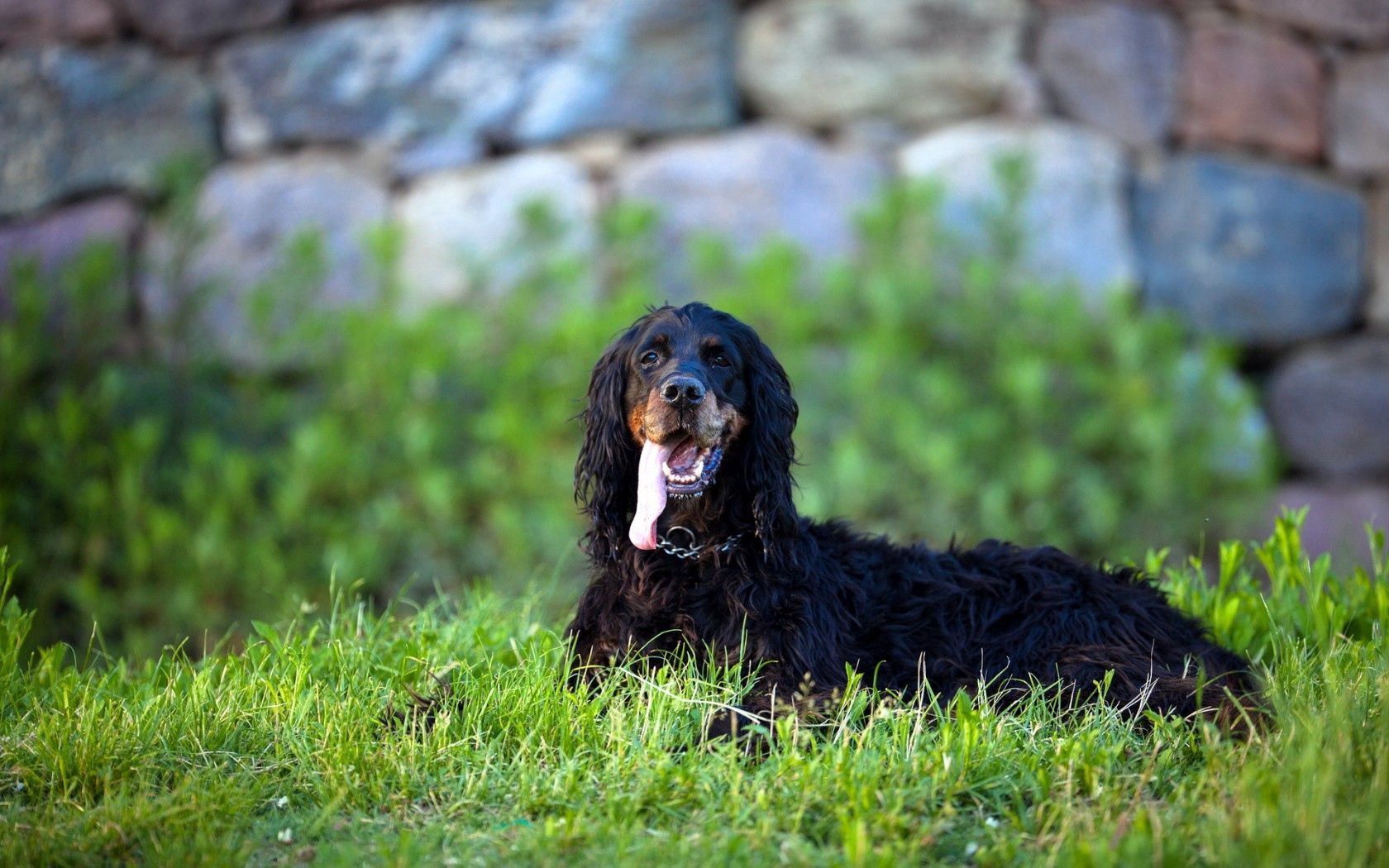 Handy-Wallpaper Hund, Meinung, Tiere, Grass, Sicht, Hintergrund kostenlos herunterladen.