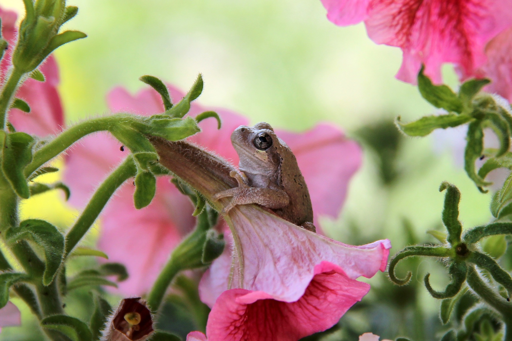 Download mobile wallpaper Frogs, Flower, Macro, Animal, Frog, Amphibian, Pink Flower for free.