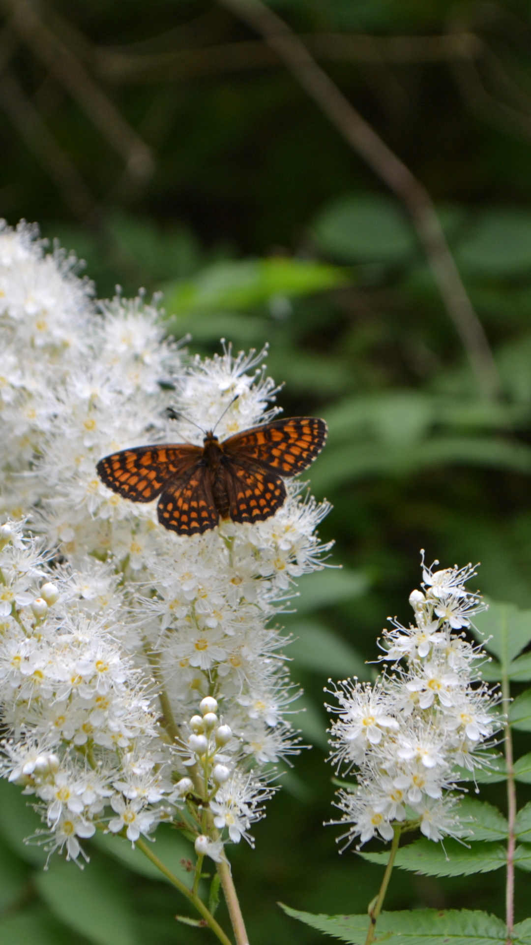 Descarga gratuita de fondo de pantalla para móvil de Animales, Flor, Mariposa.