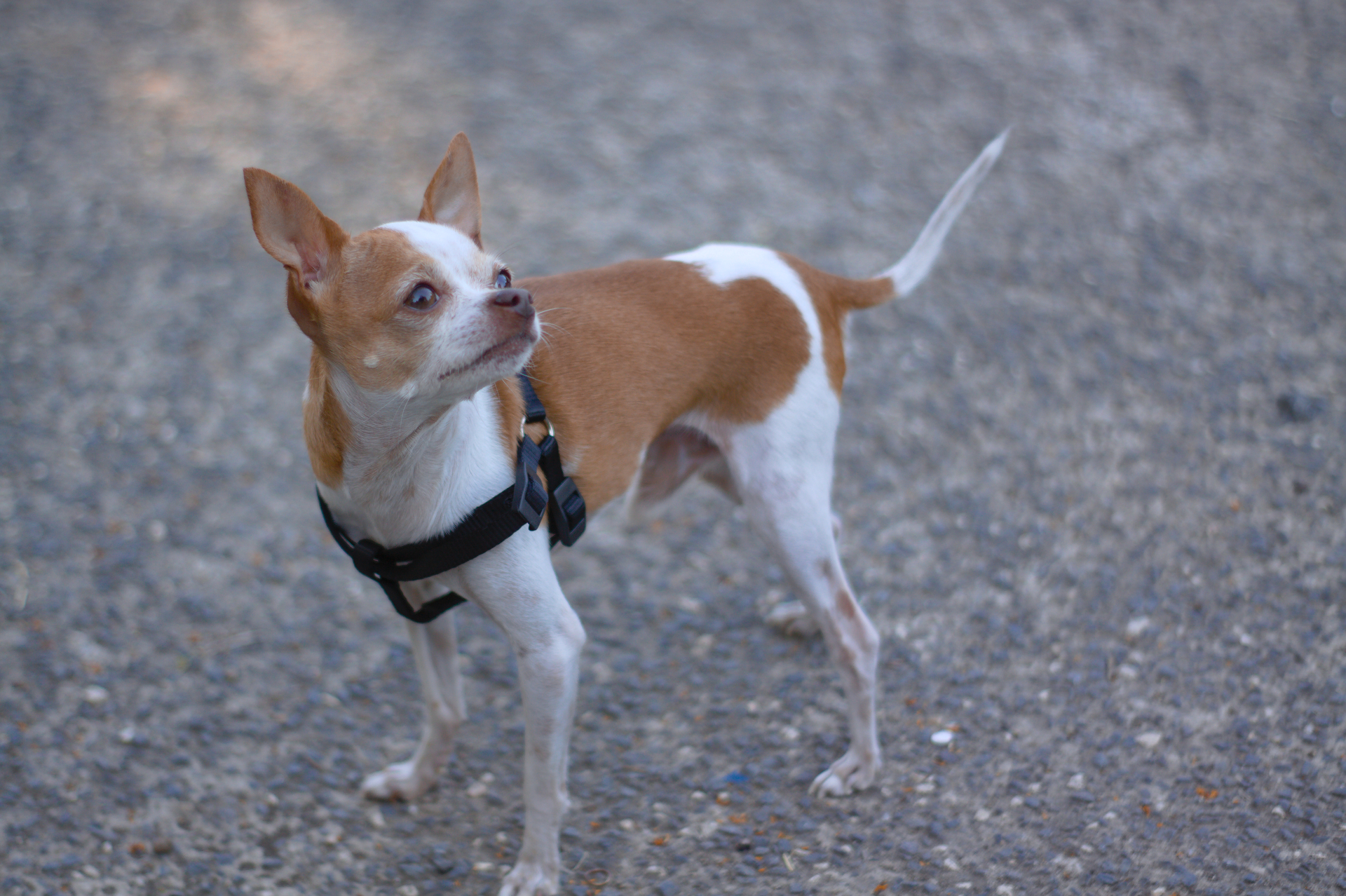 Handy-Wallpaper Tiere, Hunde, Hund, Bokeh, Chihuahua kostenlos herunterladen.