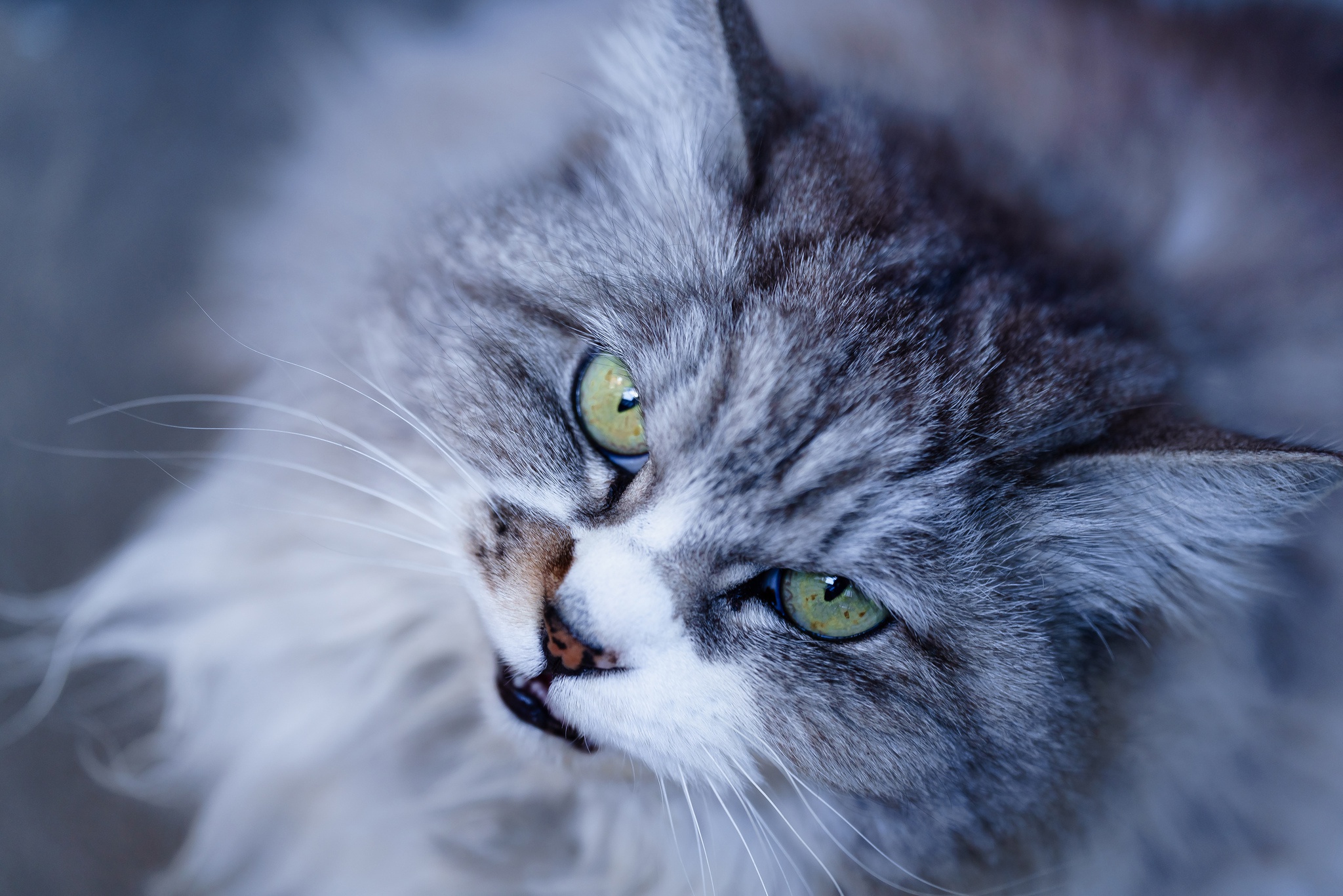 Download mobile wallpaper Cats, Cat, Animal, Stare for free.