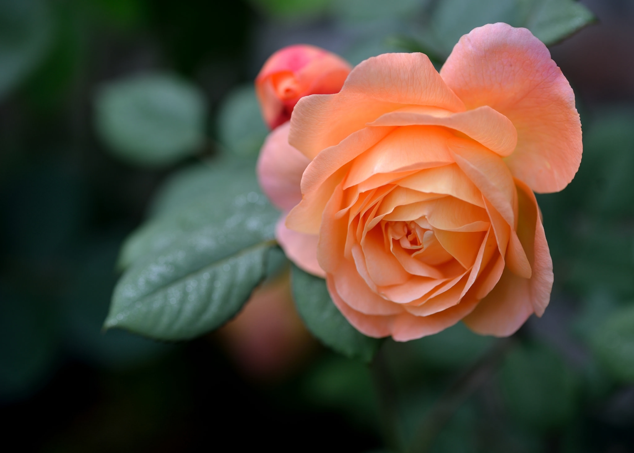Laden Sie das Blumen, Blume, Makro, Rose, Nahansicht, Verwischen, Erde/natur, Orangene Blume-Bild kostenlos auf Ihren PC-Desktop herunter