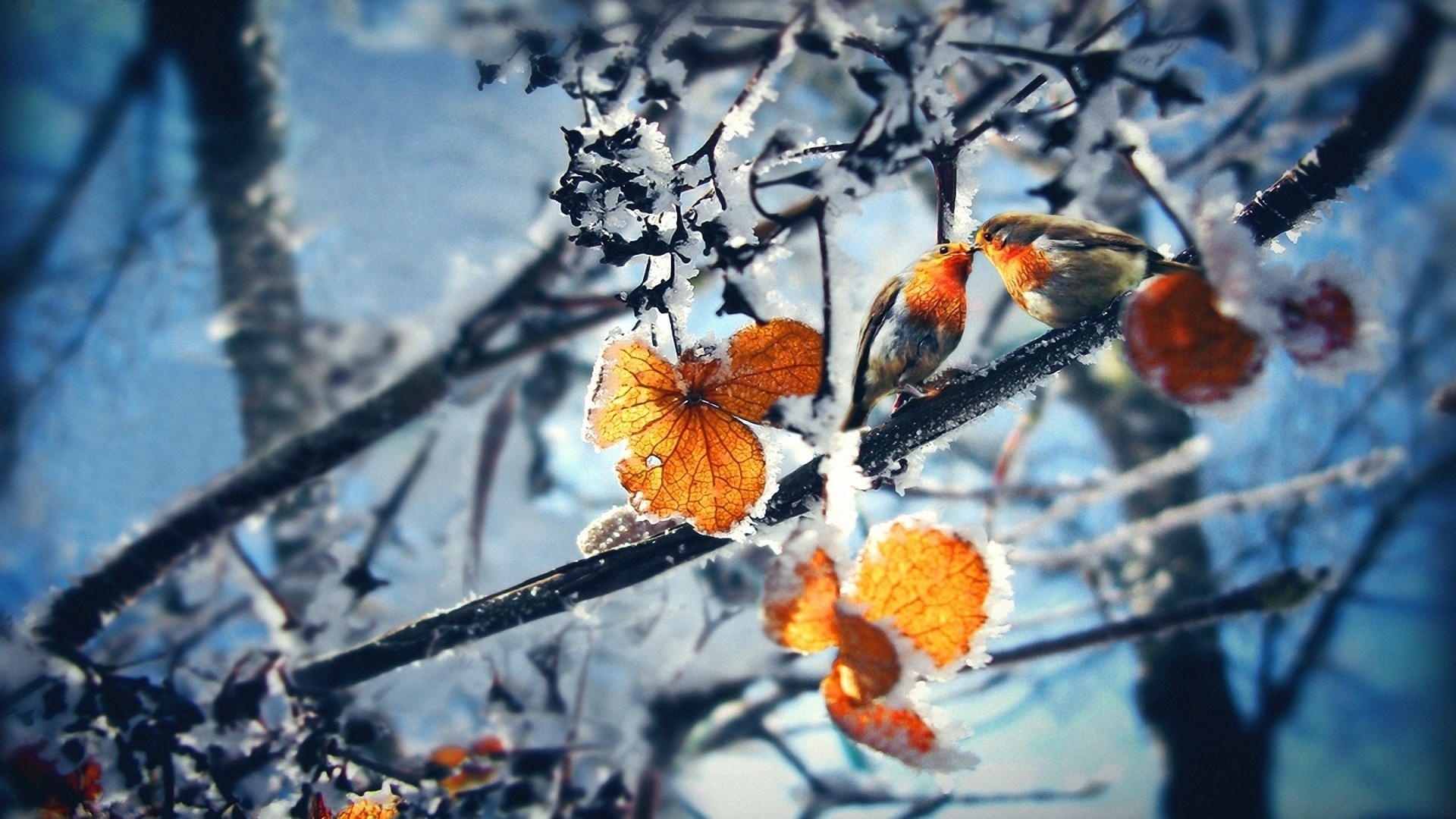 Скачать обои бесплатно Листья, Зима, Пейзаж картинка на рабочий стол ПК