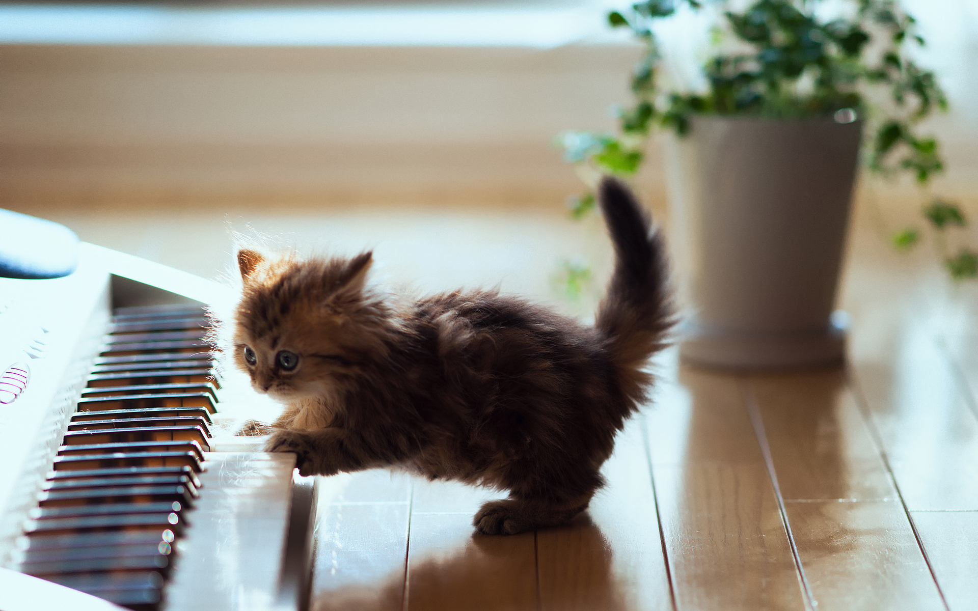 Téléchargez gratuitement l'image Animaux, Chat, Chaton, Mignonne sur le bureau de votre PC