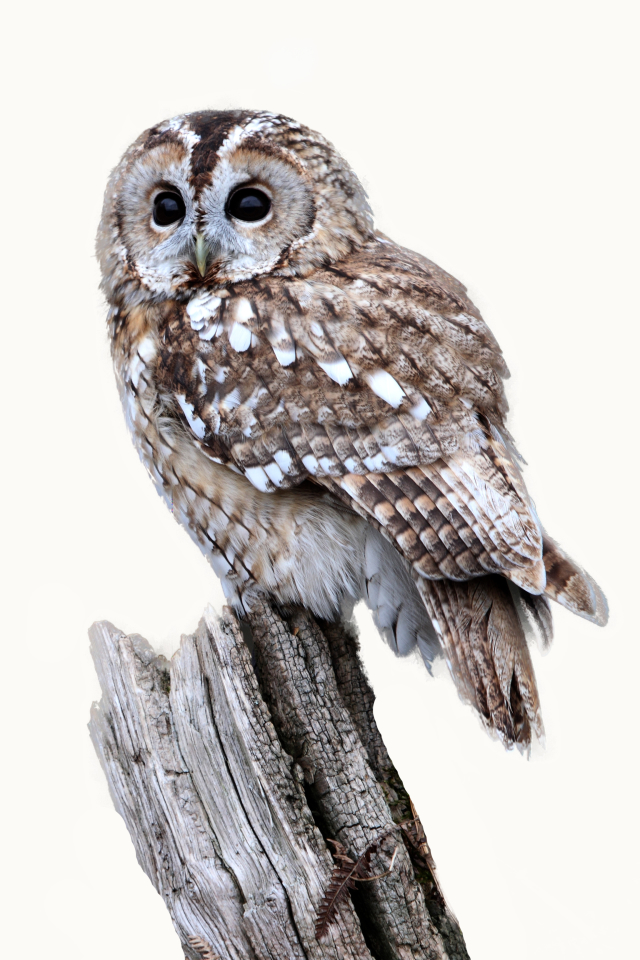 Download mobile wallpaper Birds, Owl, Animal for free.