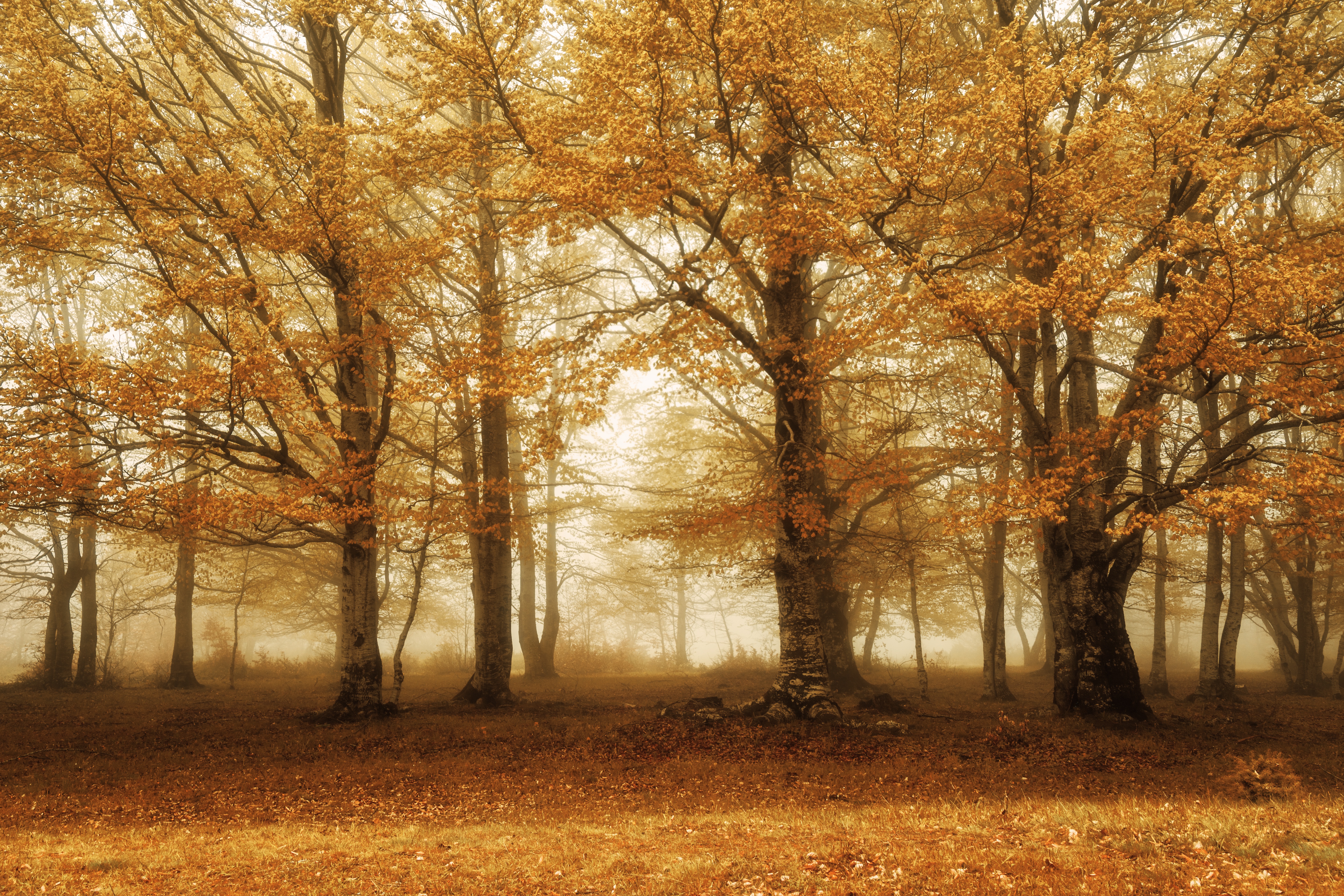 Free download wallpaper Nature, Tree, Fog, Earth on your PC desktop