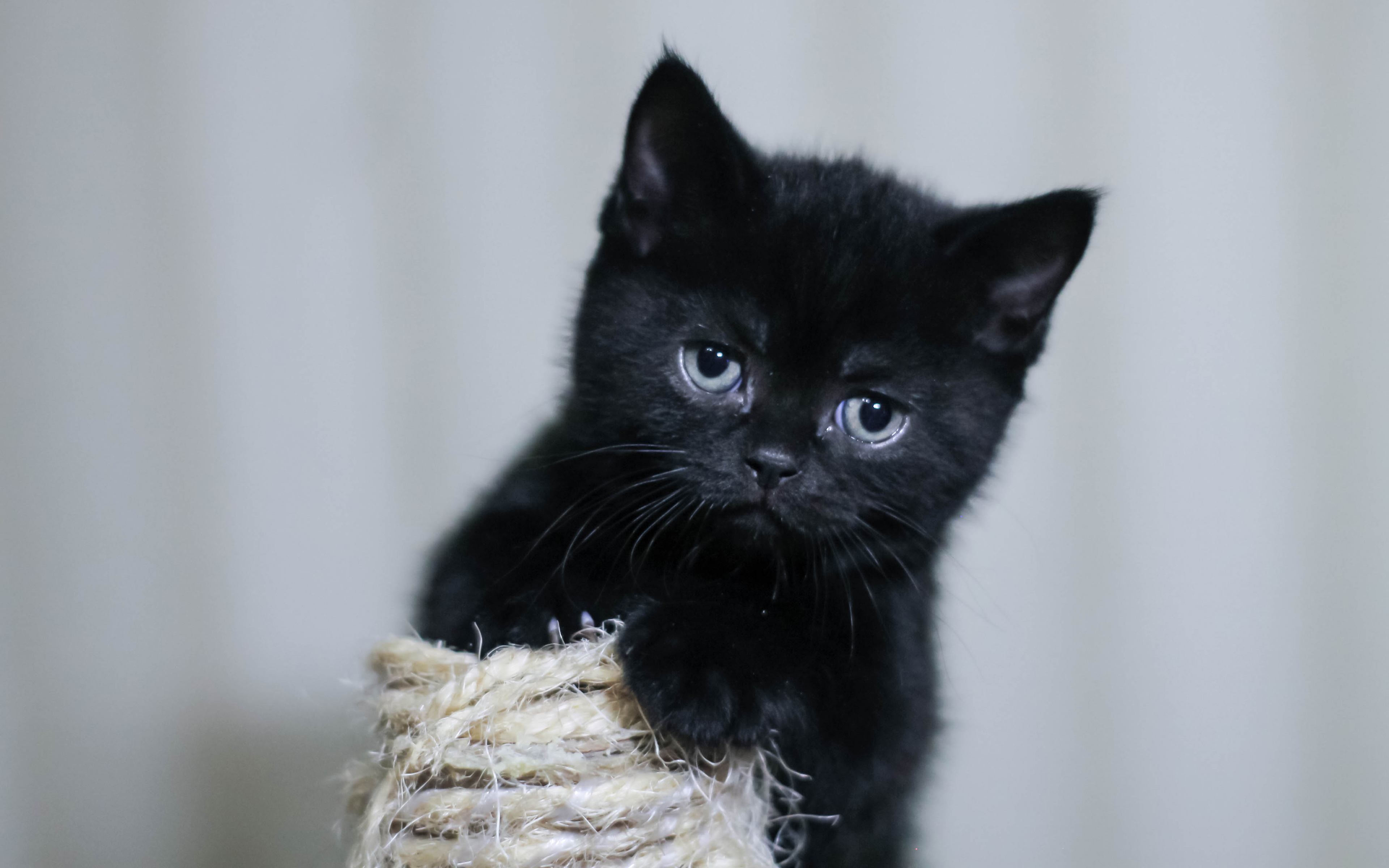 Baixar papel de parede para celular de Animais, Gatos, Gato, Gatinho gratuito.