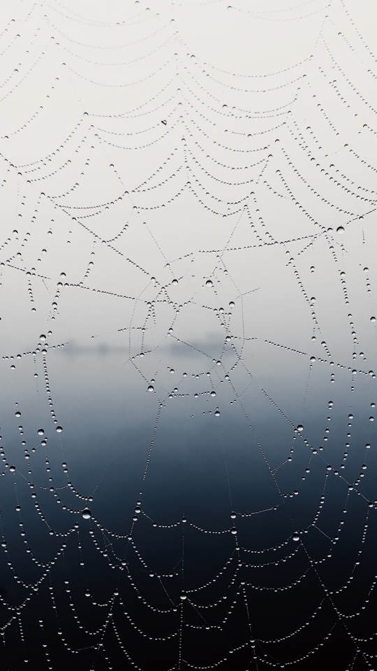 Baixar papel de parede para celular de Macro, Fotografia, Teia De Aranha, Gota De Água, Pingo D'água gratuito.