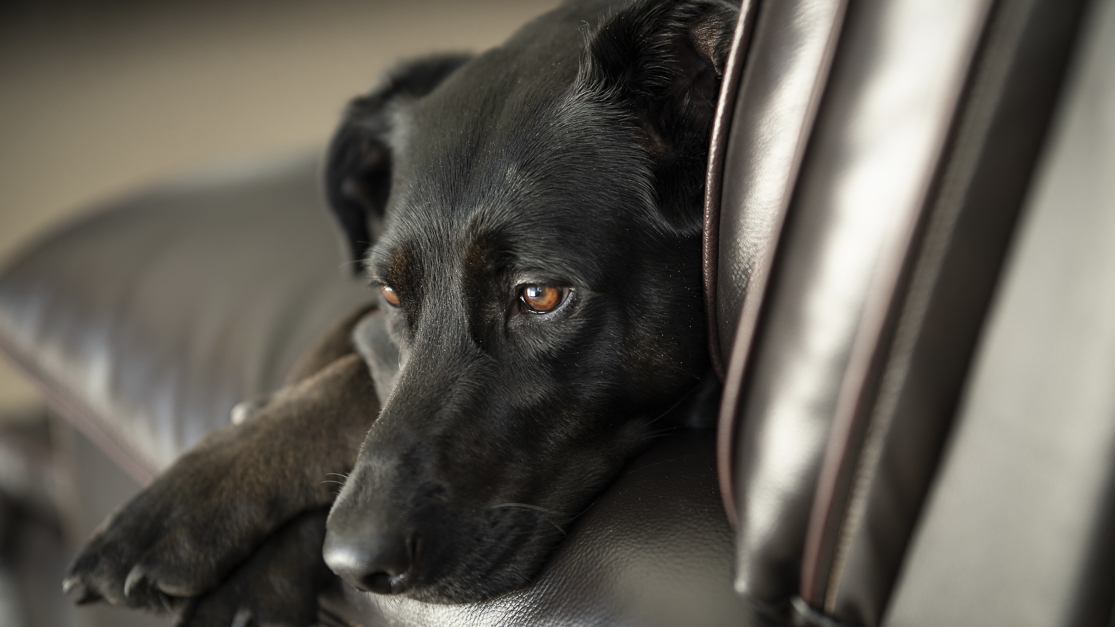 Baixar papel de parede para celular de Animais, Cães, Cão gratuito.