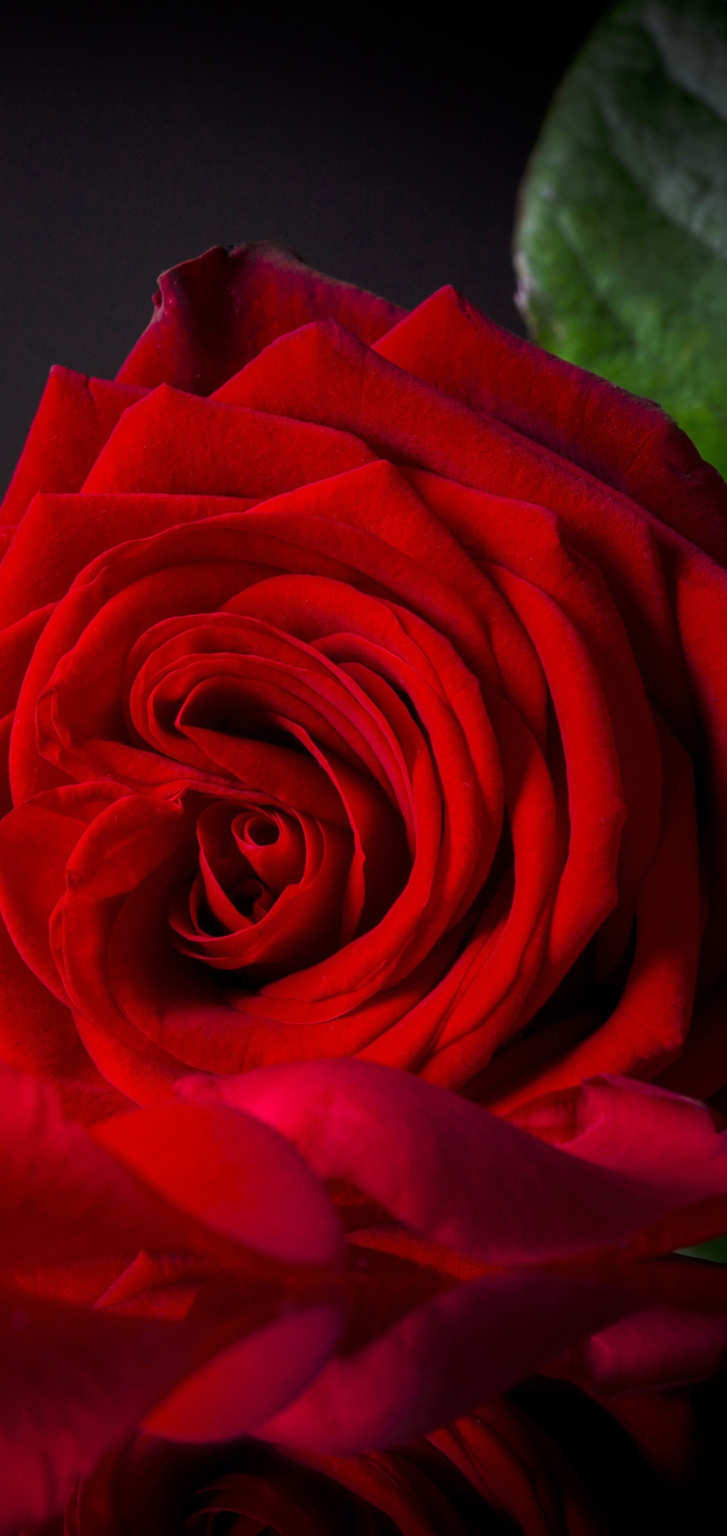 Скачать обои бесплатно Роза, Крупный План, Красная Роза, Красный Цветок, Земля/природа, Флауэрсы картинка на рабочий стол ПК