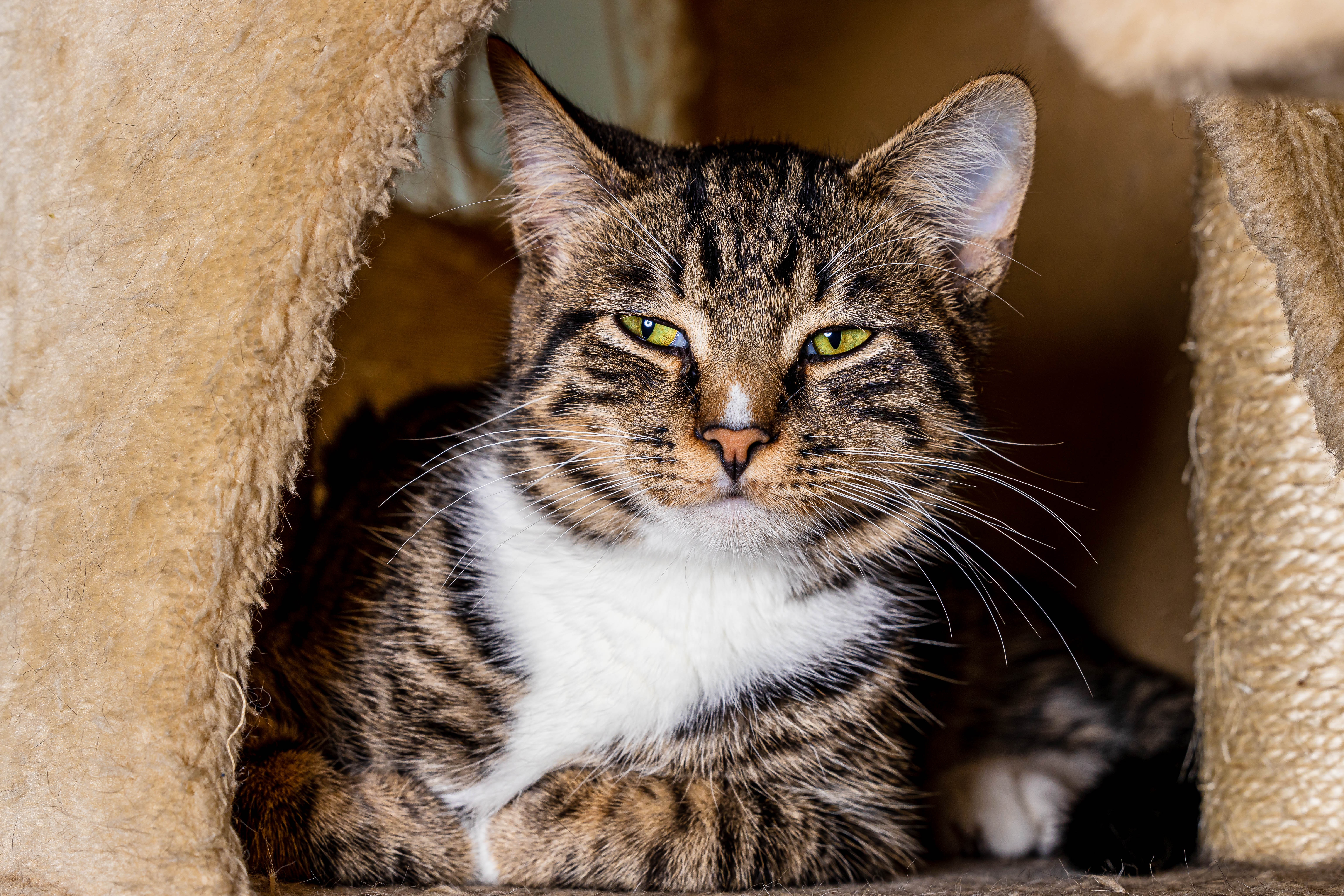 Baixe gratuitamente a imagem Animais, Gatos, Gato na área de trabalho do seu PC