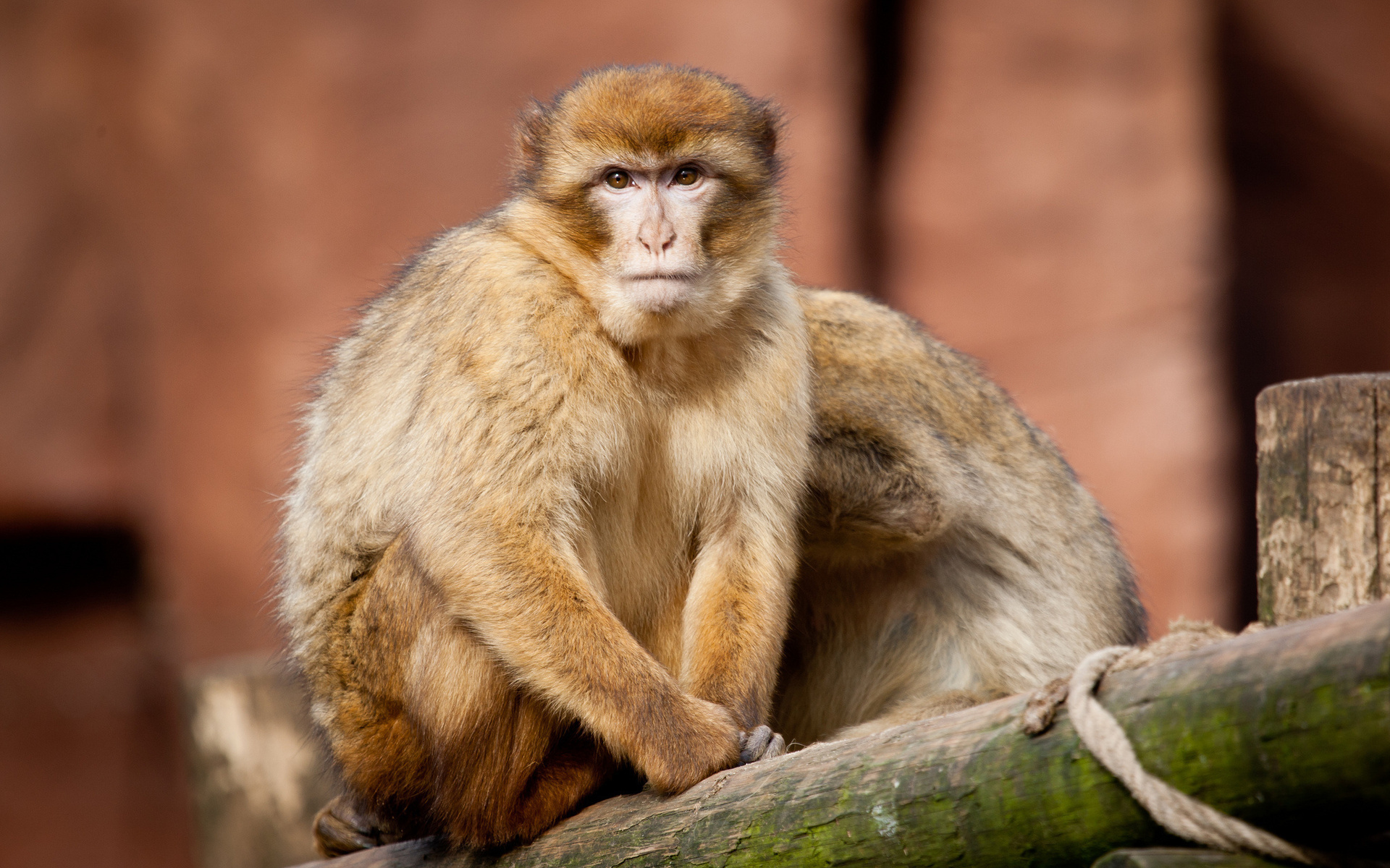 Free download wallpaper Monkey, Animal on your PC desktop