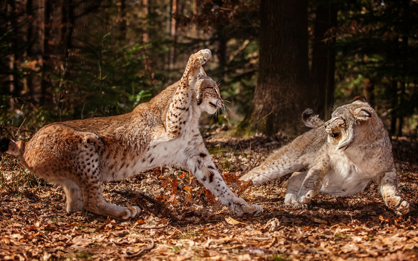 Téléchargez gratuitement l'image Animaux, Lynx sur le bureau de votre PC