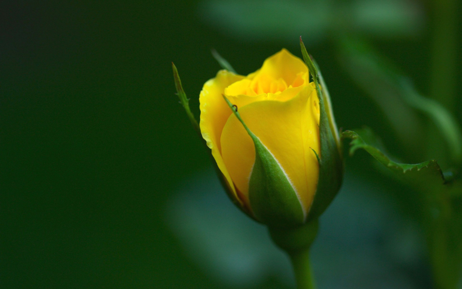 Download mobile wallpaper Bud, Yellow Flower, Flowers, Flower, Rose, Earth for free.