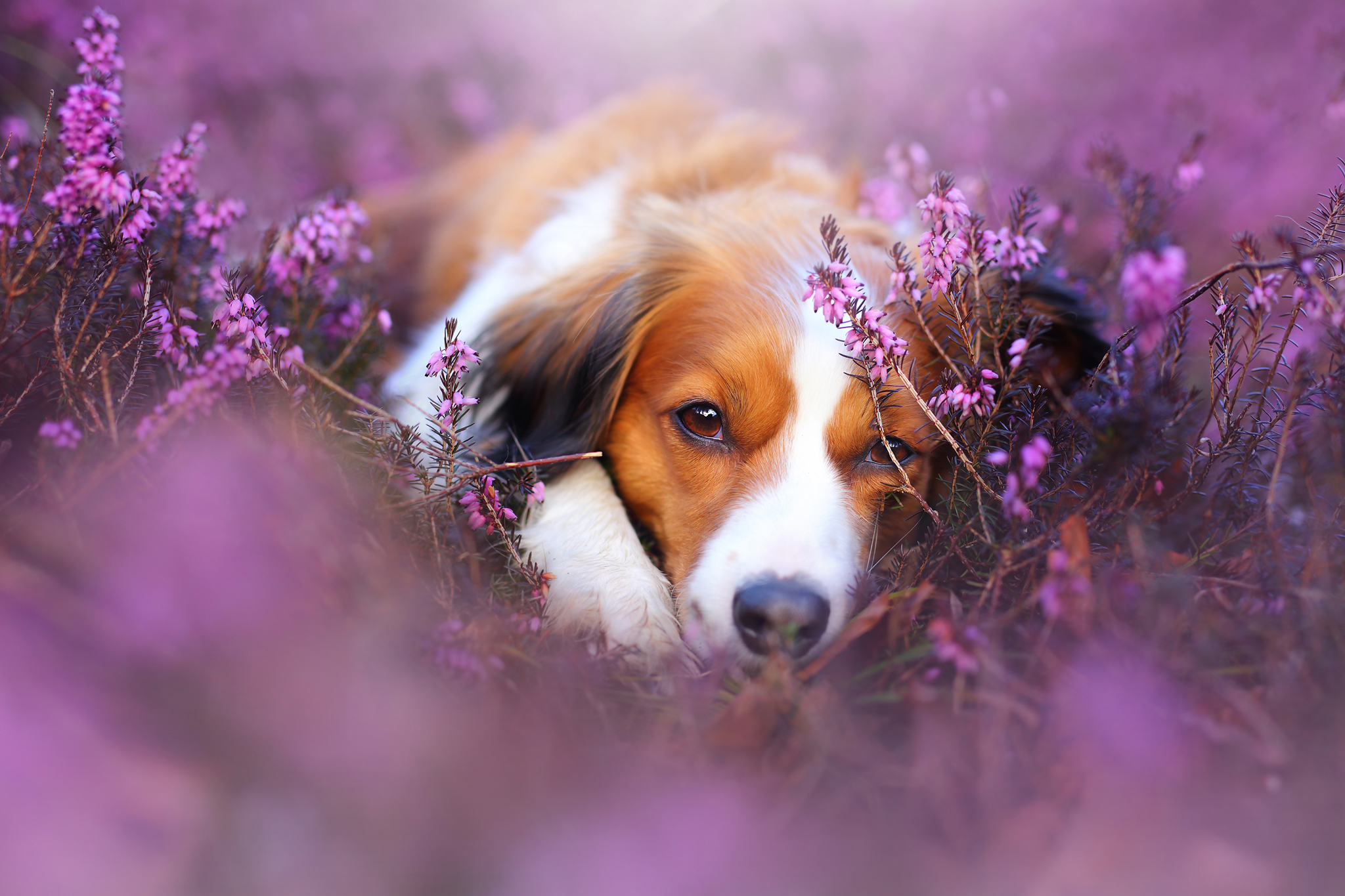 無料モバイル壁紙動物, 花, 犬, 銃口, ぼかし, 分野, 紫色の花をダウンロードします。