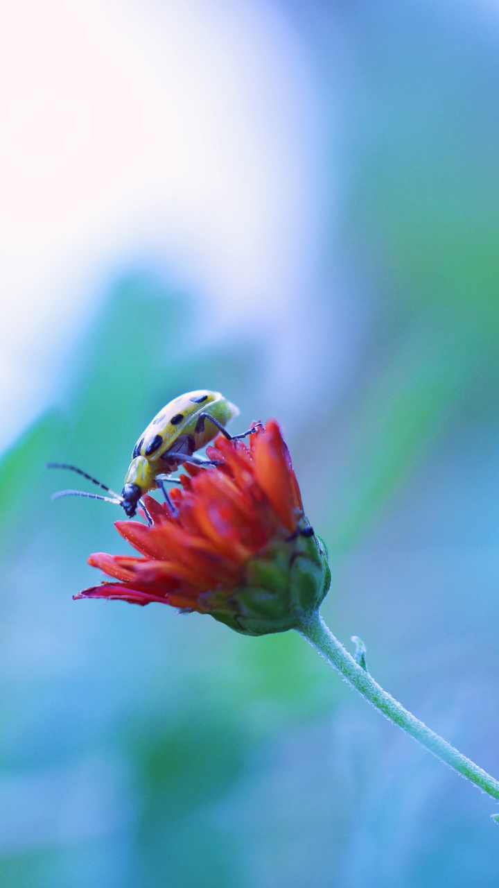 Download mobile wallpaper Flower, Macro, Blur, Insect, Animal, Beetle, Red Flower for free.