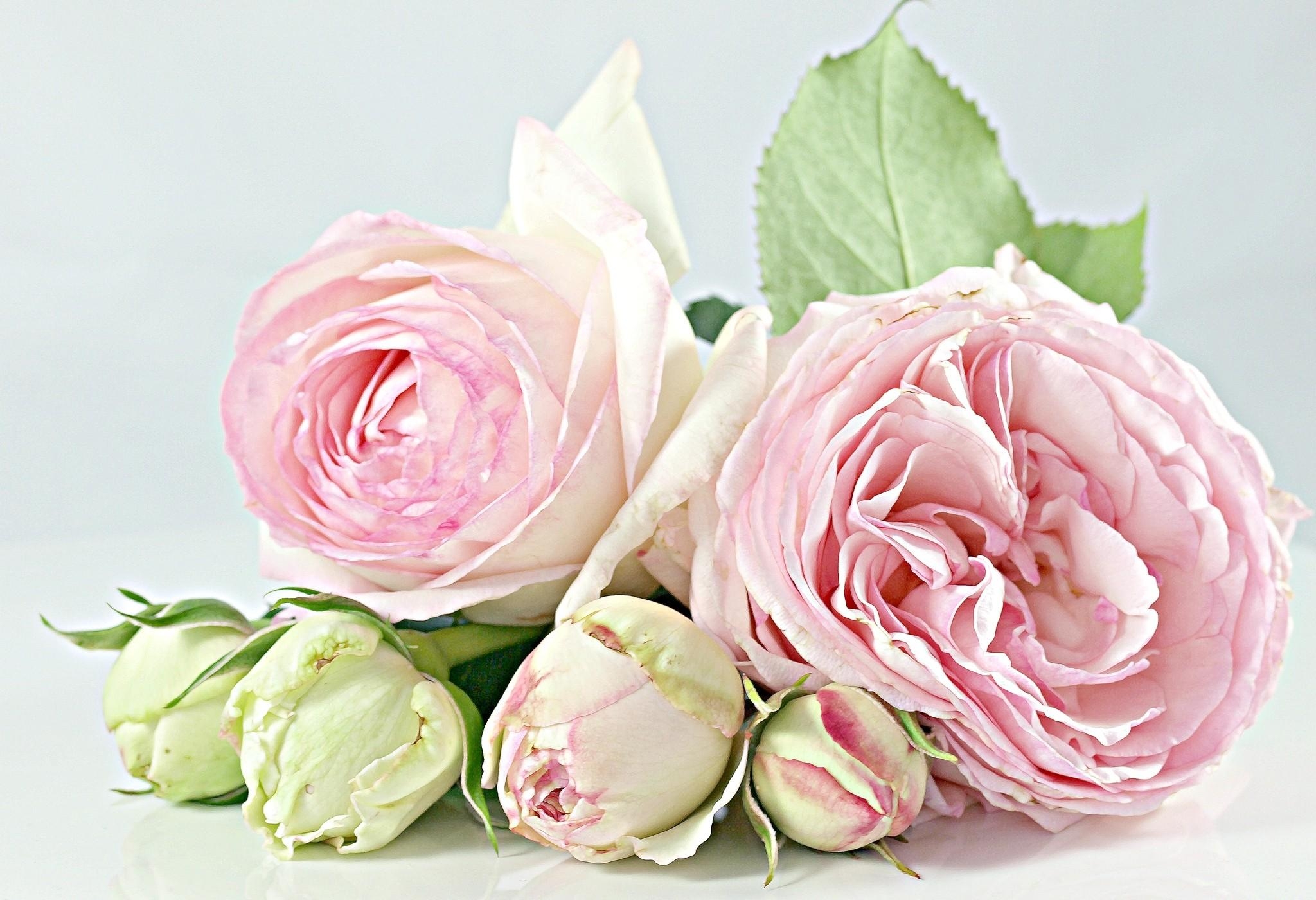 Téléchargez des papiers peints mobile Mensonge, Fleurs, Bouquet, Se Coucher, Roses gratuitement.