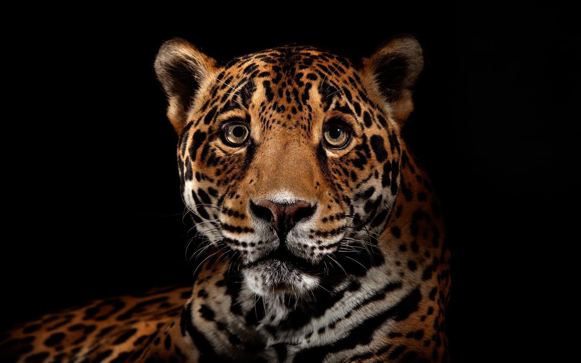 Full HD Leopards Background