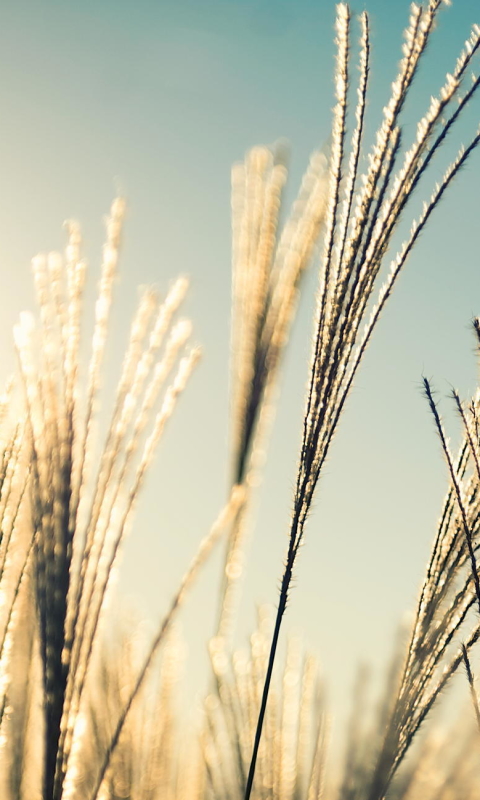 Handy-Wallpaper Natur, Sommer, Makro, Sonnig, Erde/natur, Planze kostenlos herunterladen.