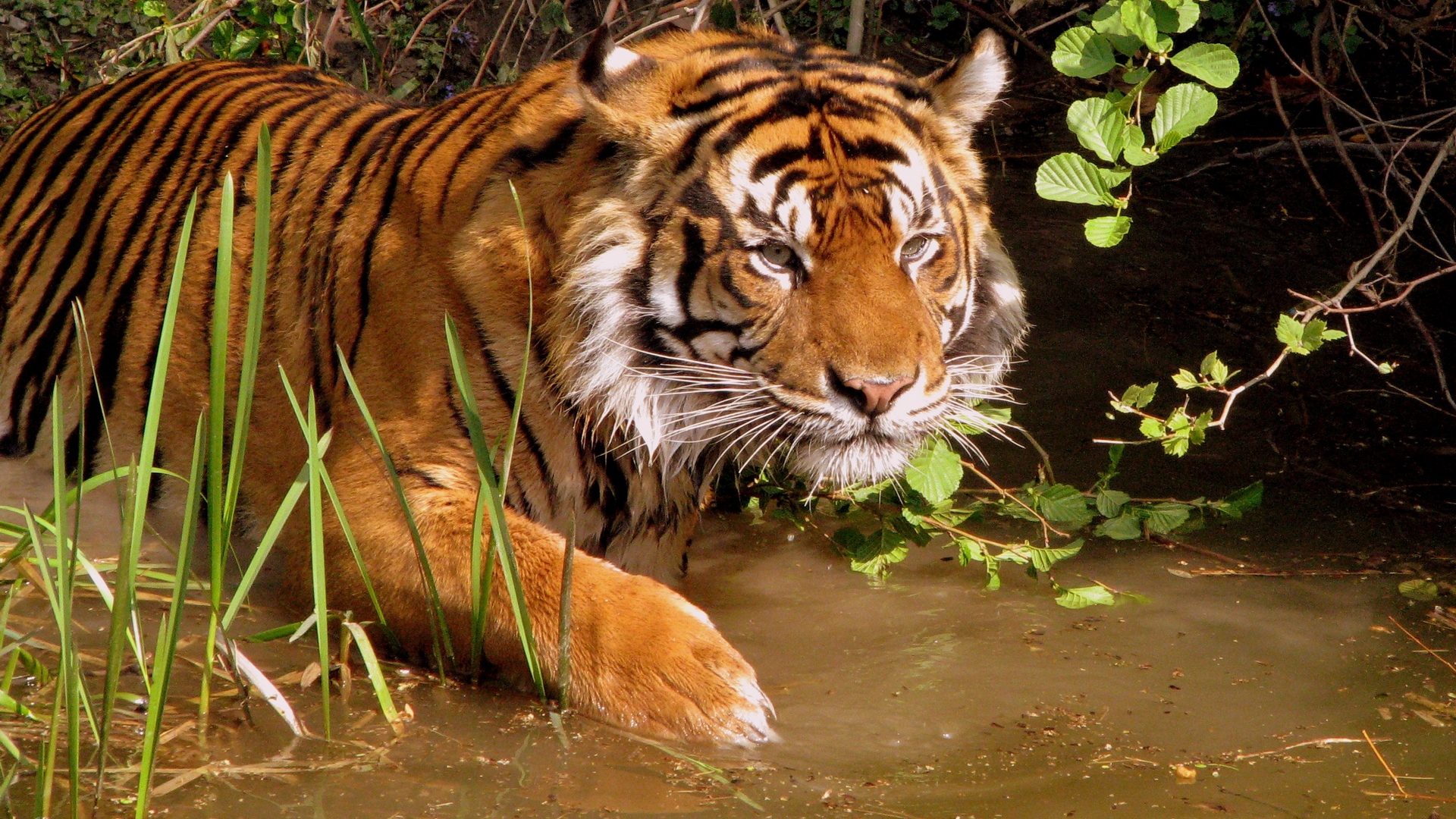 Download mobile wallpaper Tiger, Animal for free.