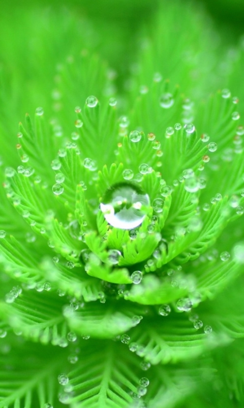 Descarga gratuita de fondo de pantalla para móvil de Macro, Hoja, Rocío, Tierra/naturaleza, Macrofotografía.