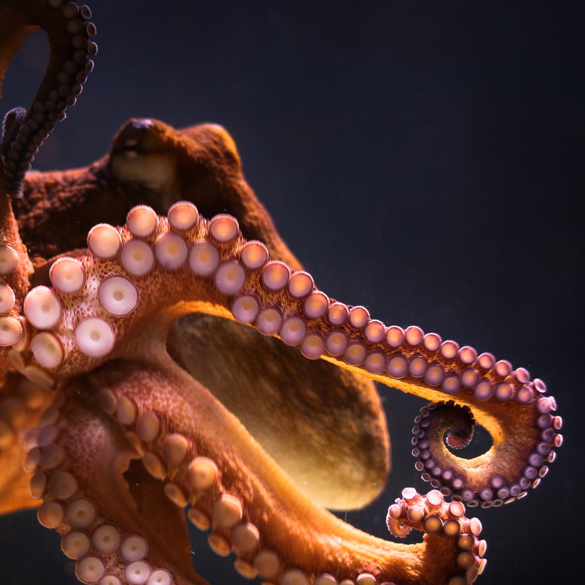 Free download wallpaper Octopus, Animal on your PC desktop