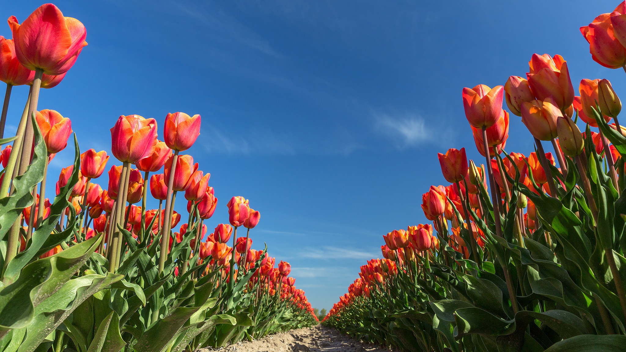 Descarga gratis la imagen Flores, Verano, Flor, Campo, Tulipán, Flor Roja, Tierra/naturaleza en el escritorio de tu PC