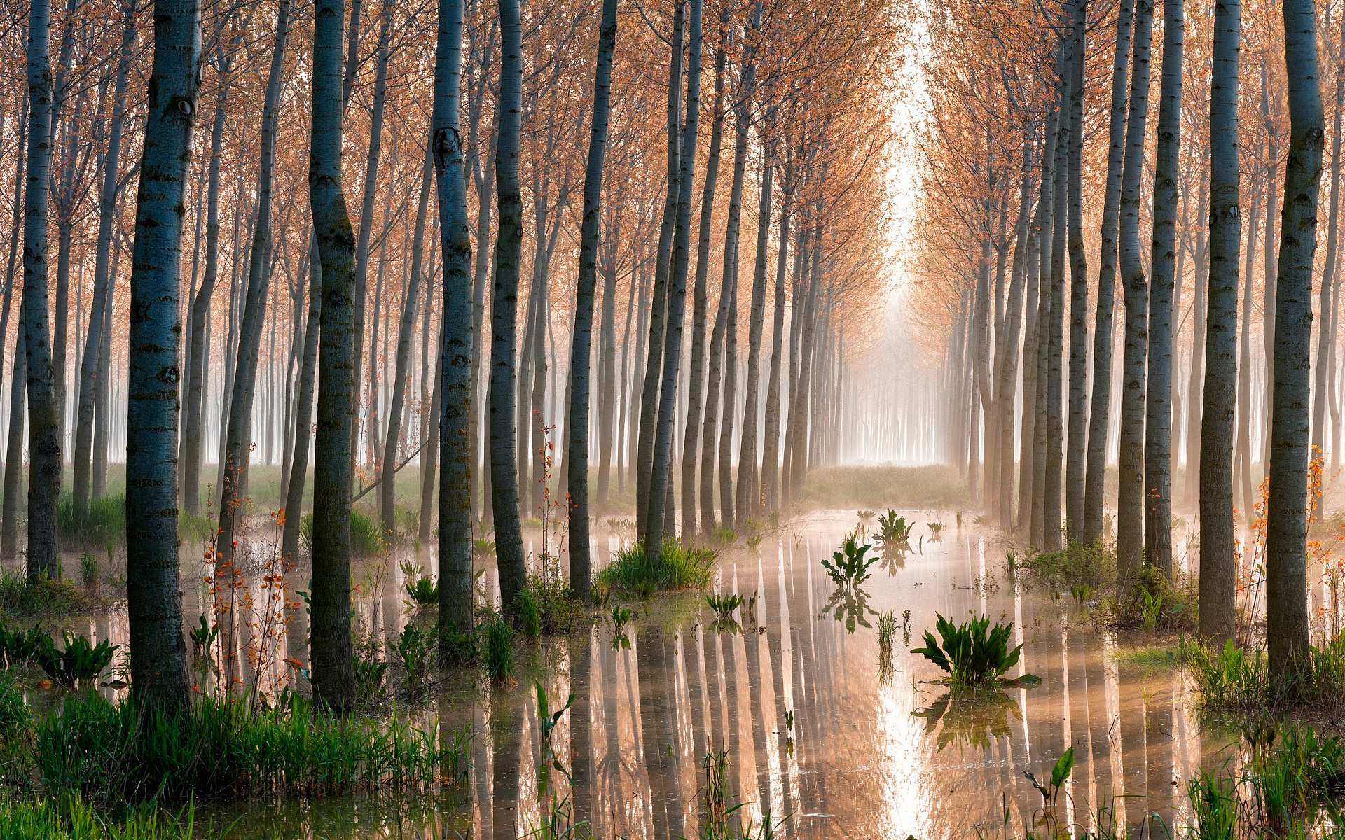 Téléchargez gratuitement l'image Arbre, Des Arbres, Terre/nature sur le bureau de votre PC