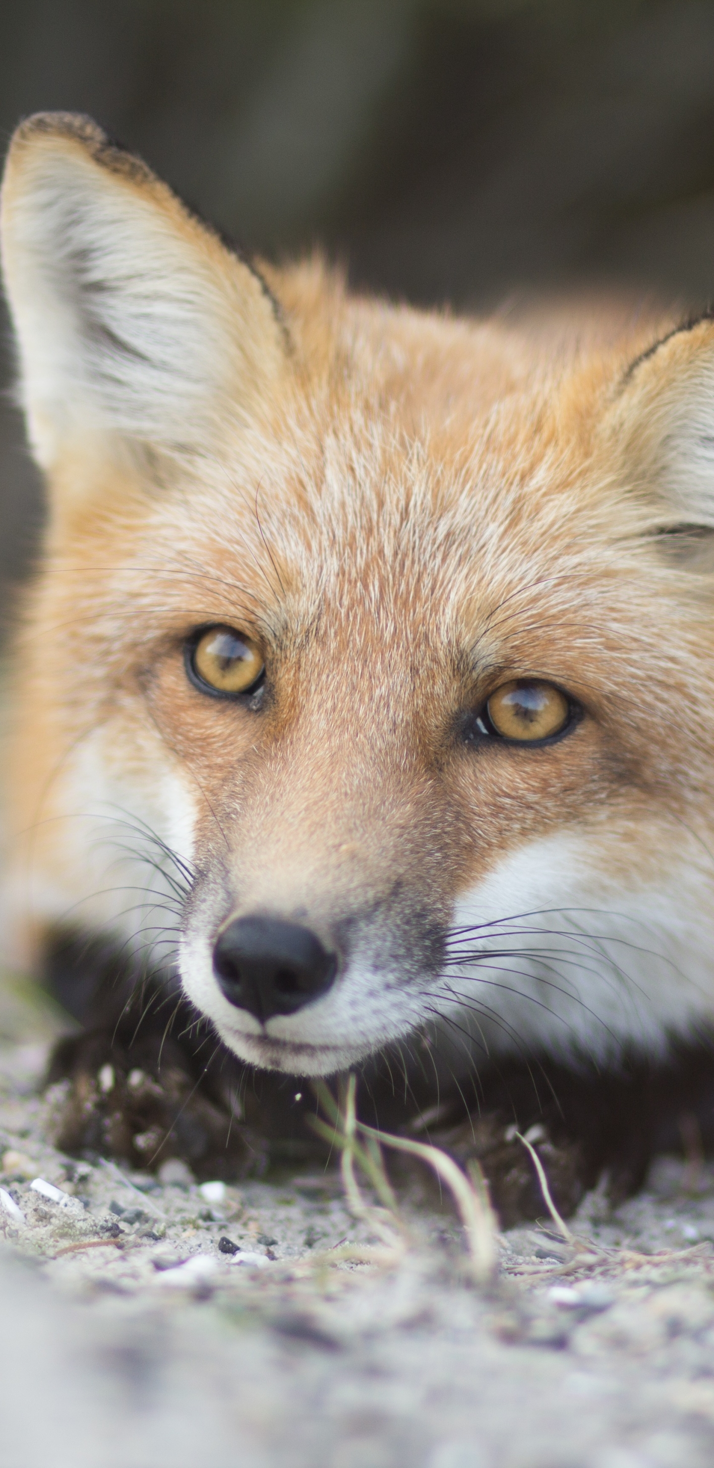 Handy-Wallpaper Tiere, Fuchs kostenlos herunterladen.