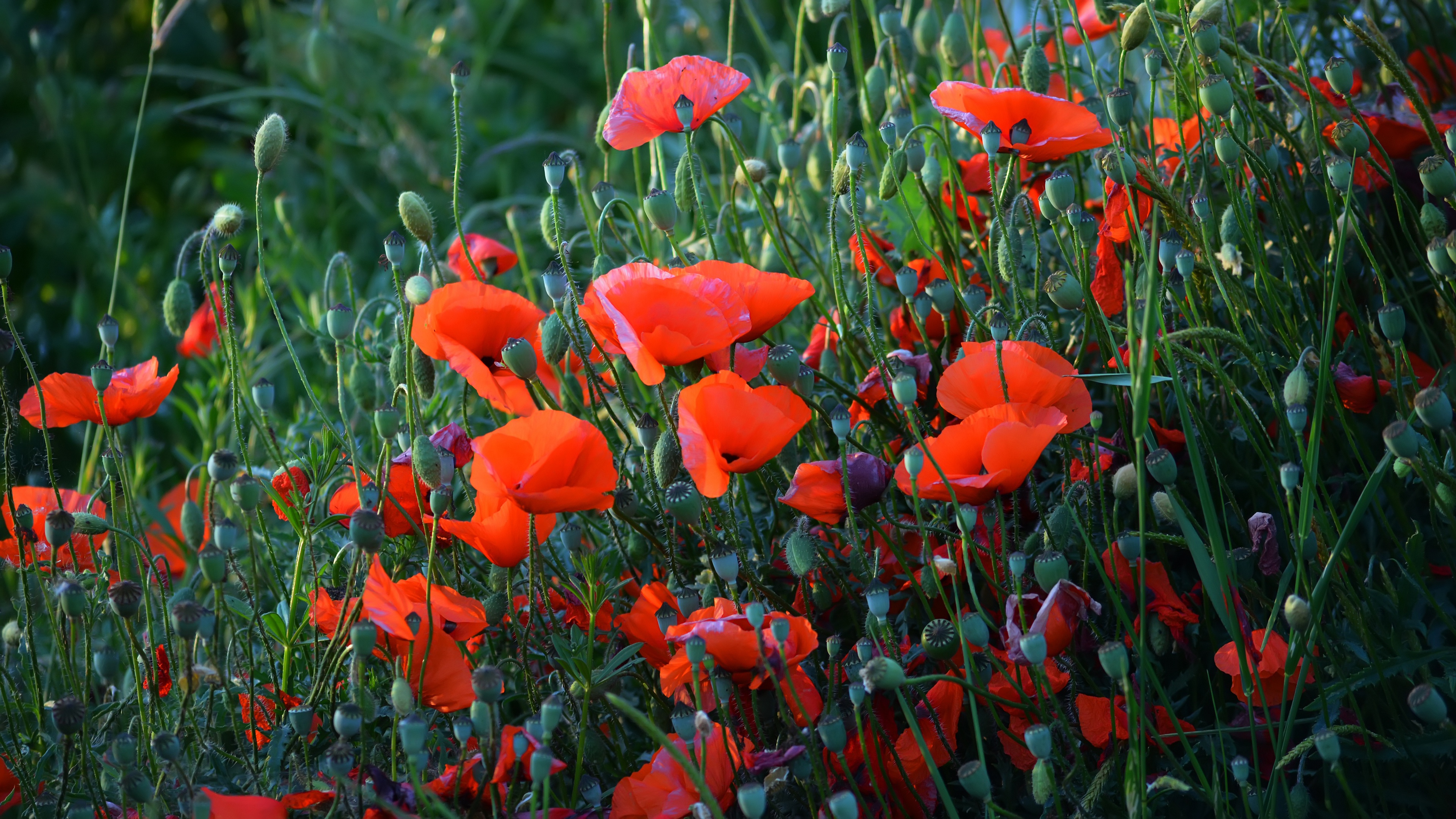 Descarga gratis la imagen Flores, Amapola, Tierra/naturaleza en el escritorio de tu PC