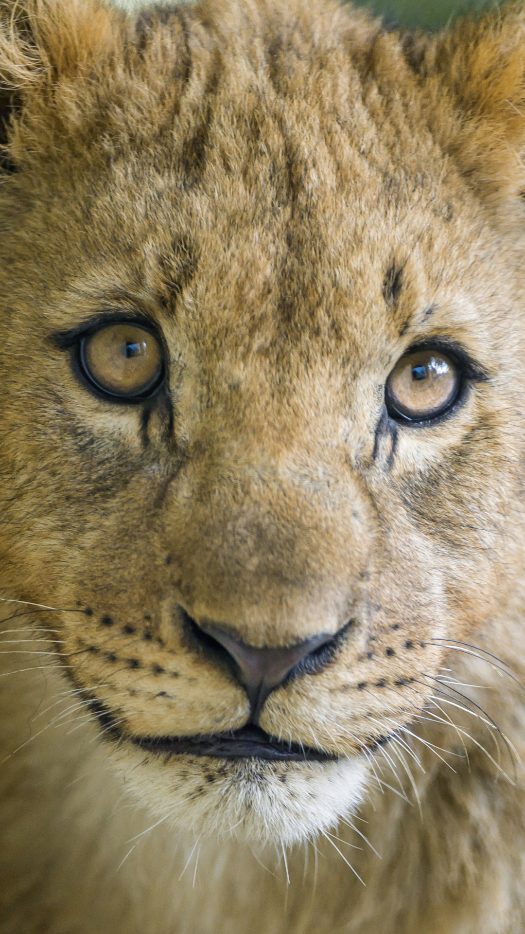 Téléchargez des papiers peints mobile Animaux, Chats, Lion, Lionceau gratuitement.