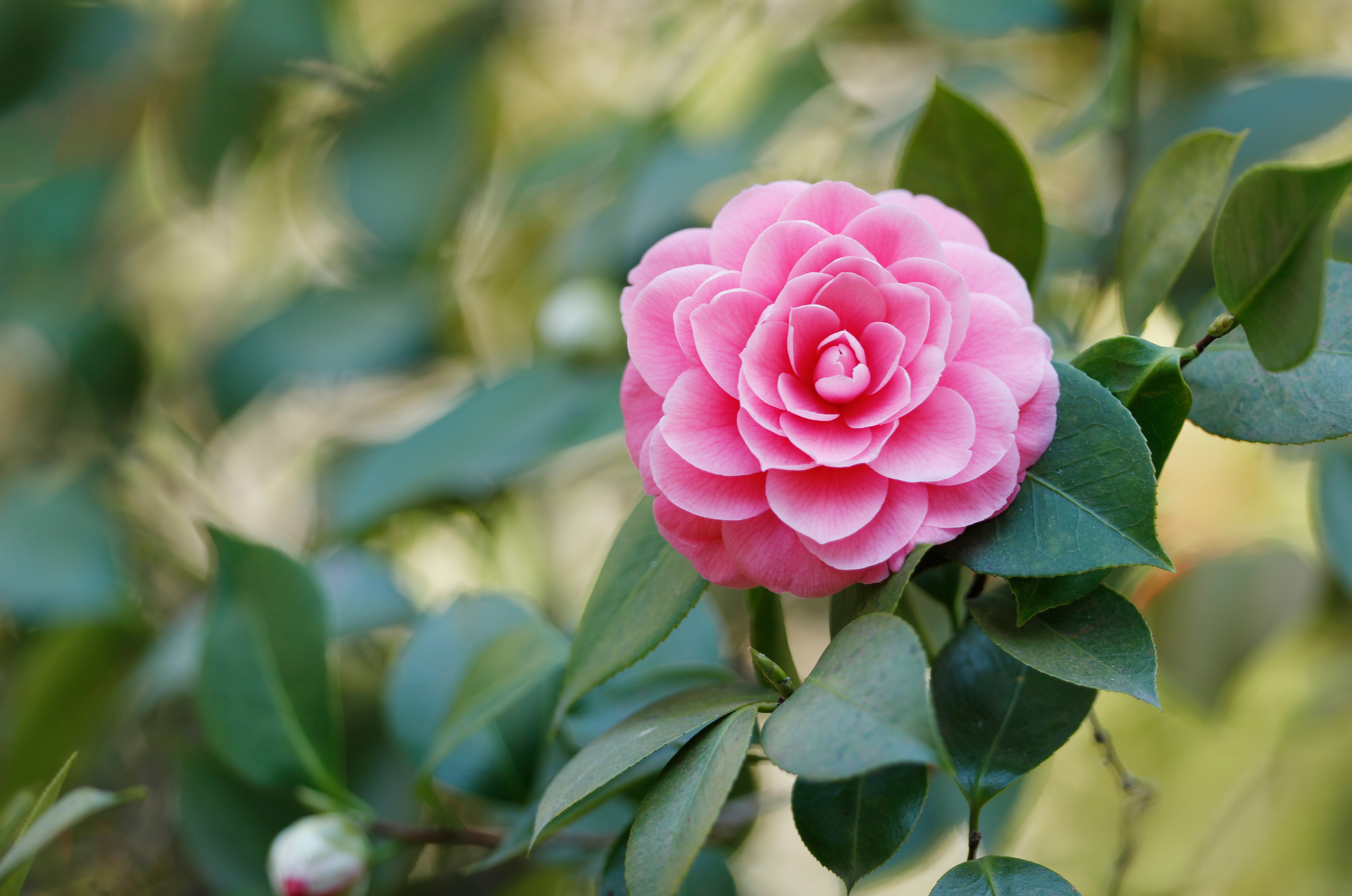 Laden Sie das Blumen, Kamelie, Erde/natur, Pinke Blume-Bild kostenlos auf Ihren PC-Desktop herunter