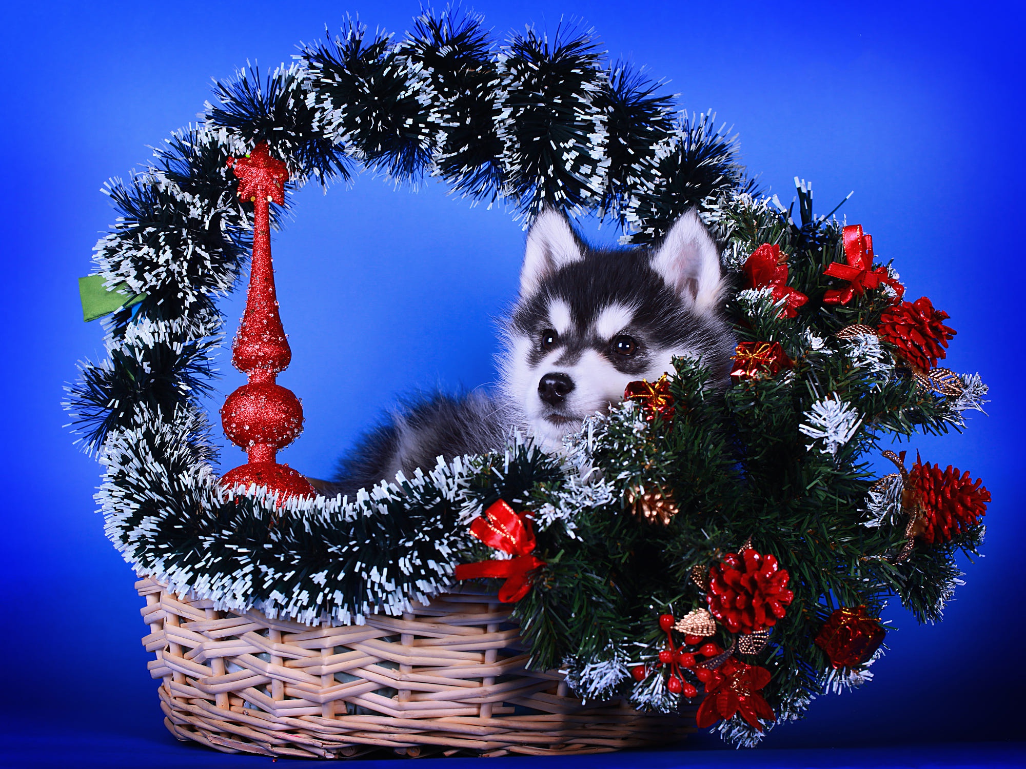 Download mobile wallpaper Dogs, Dog, Christmas, Animal, Puppy, Basket, Husky, Baby Animal, Pine Cone for free.