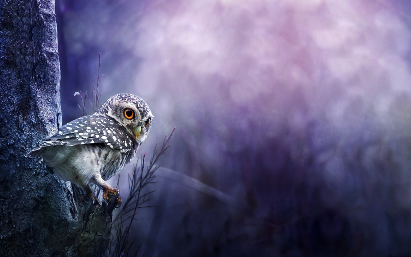 Free download wallpaper Birds, Owl, Tree, Fog, Animal on your PC desktop