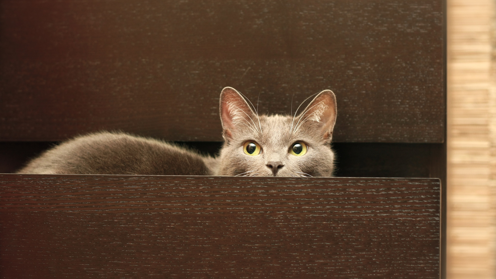 Baixe gratuitamente a imagem Animais, Gato na área de trabalho do seu PC